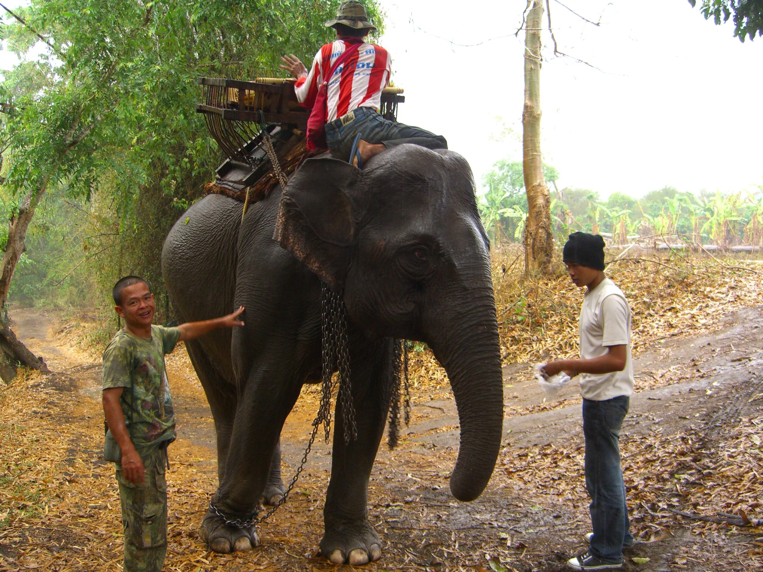 A jungle trek guide readies an elephant for a tourist