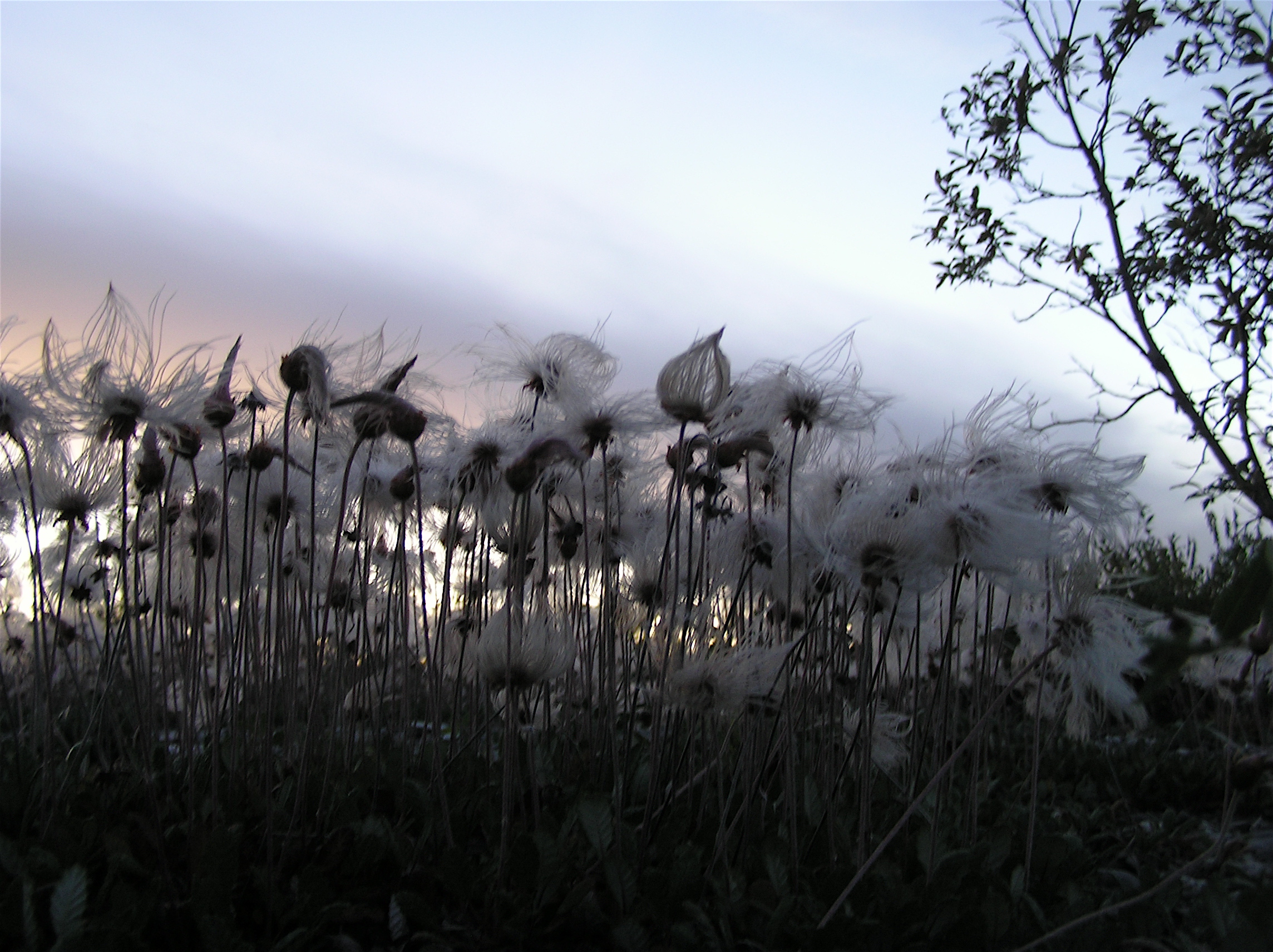 Beautiful flowers cover the Alaskan backcountry.