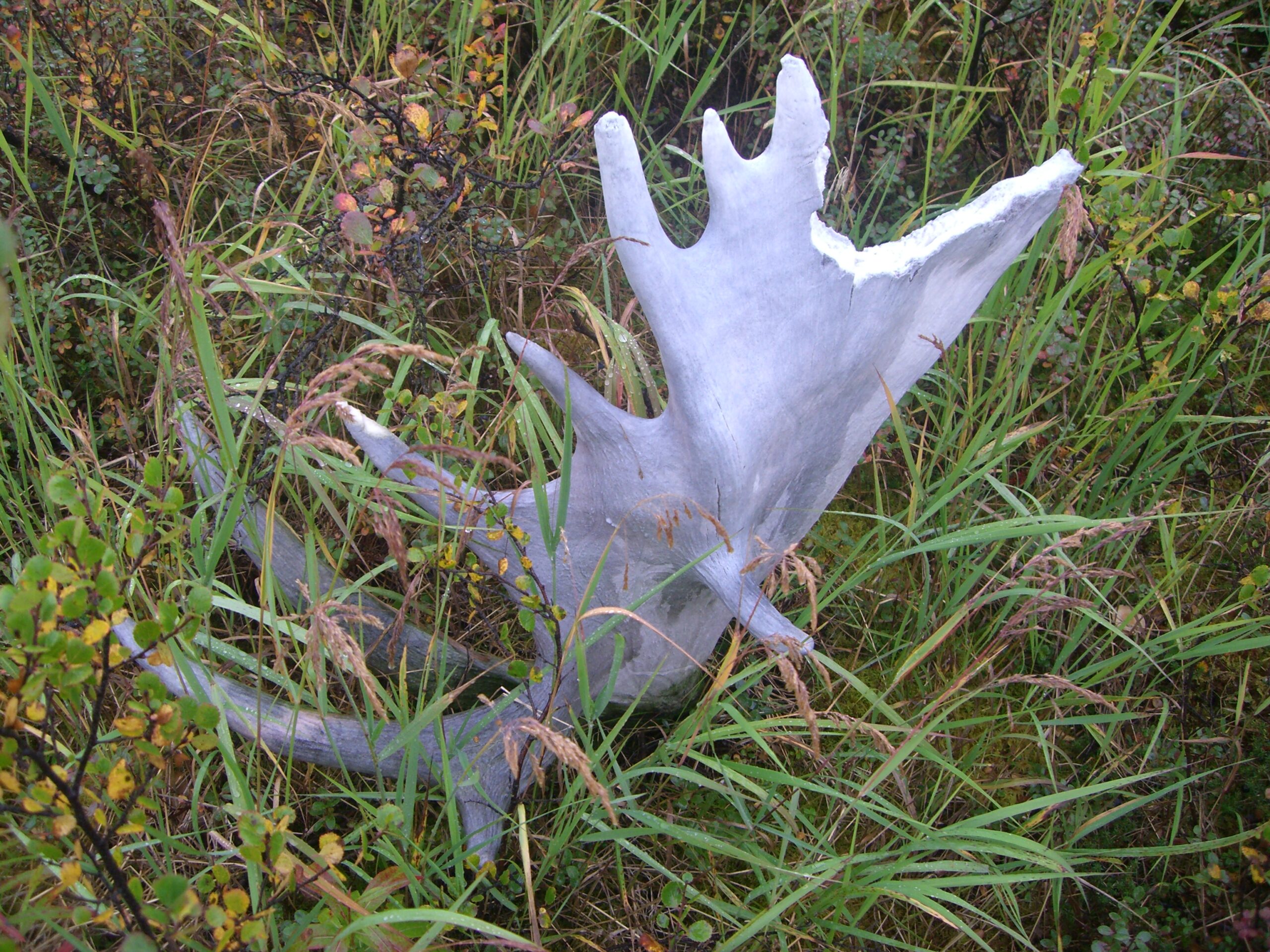 Shed caribou antlers sit on the ground in Denali National Park.