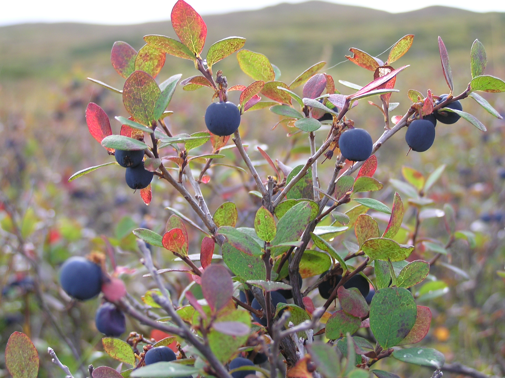 Blueberries blanket the wilderness in Denali National Park.