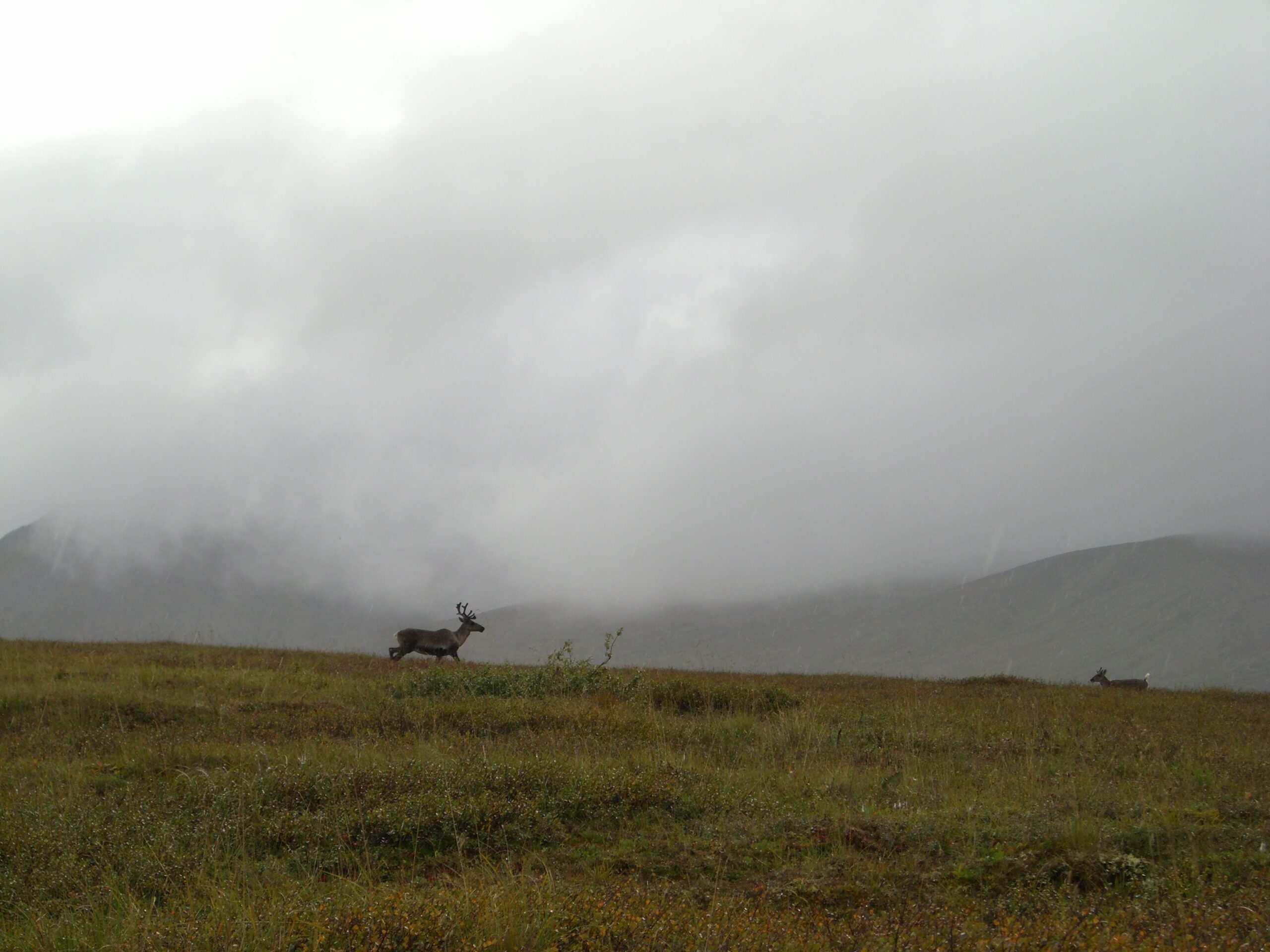 Caribou run across the horizon in Denali National Park.