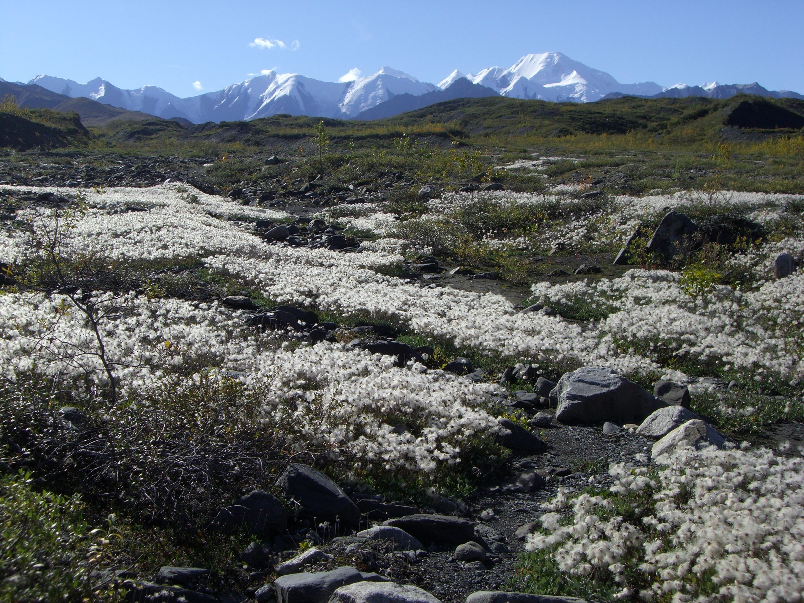 Fields of flowers pave the way back to the Denali Park road.