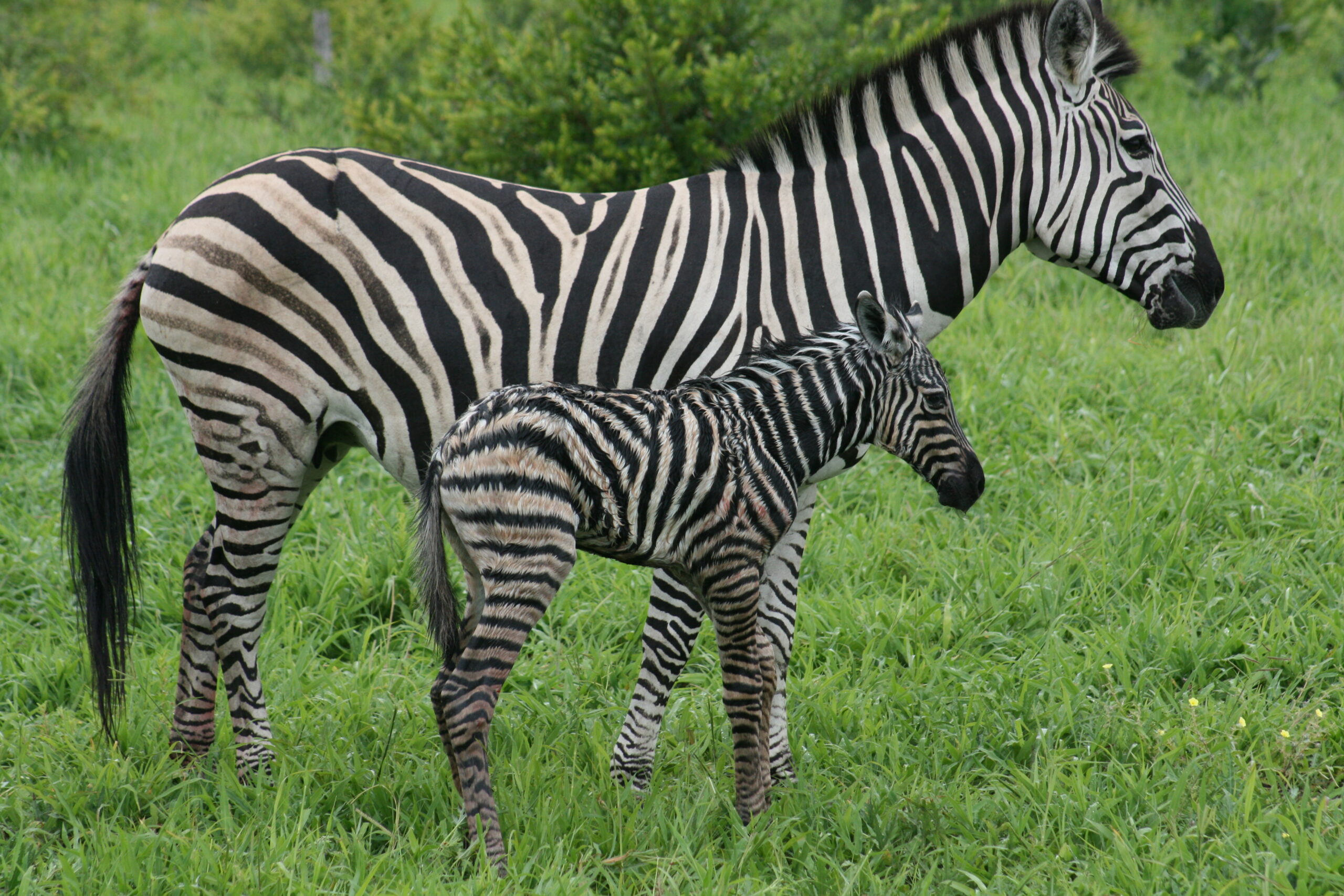A zebra and her newborn baby stand together in the Linyanti Wildlife Reserve.