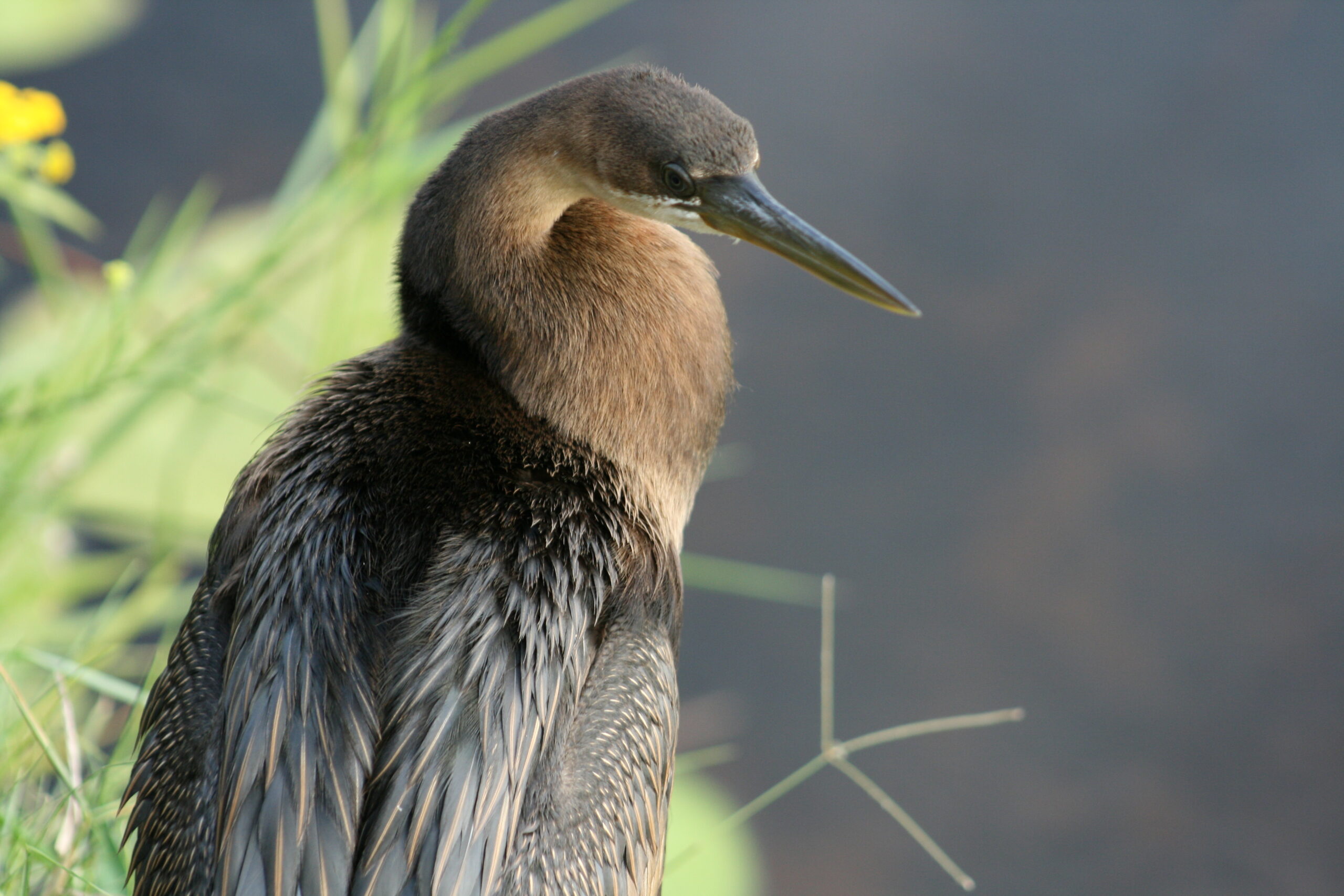 A Darter models for the camera