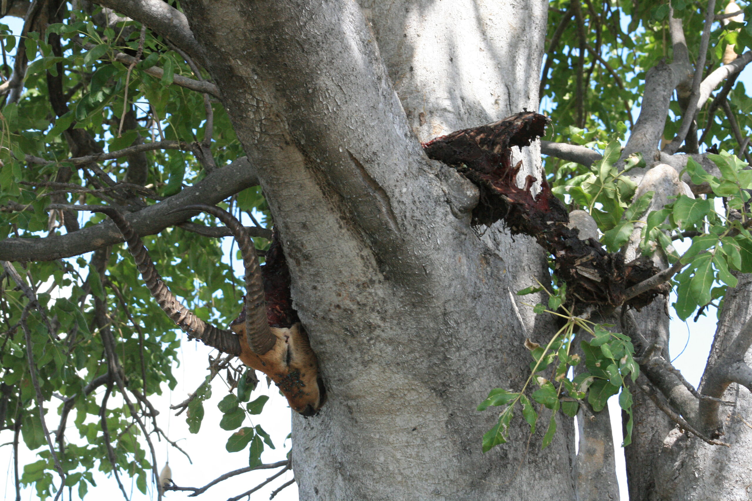 The remains of an impala sit in a tree thanks to a wily leopard.