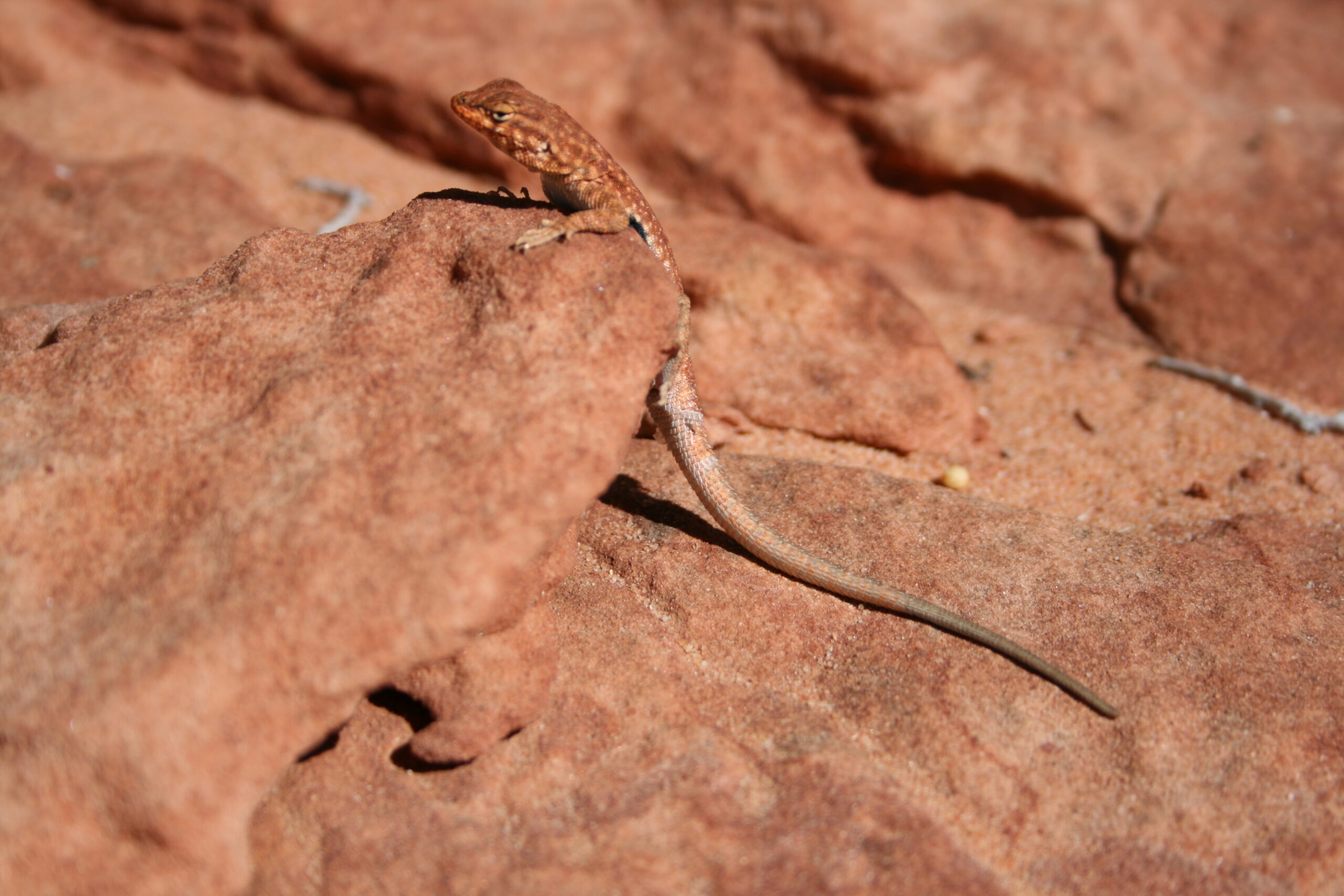 A lizard rests on a rock in the Utah desert.