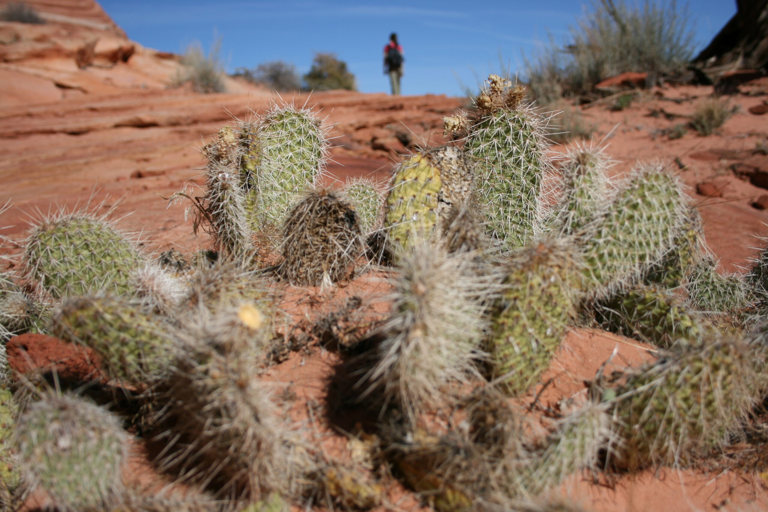 A hiker walks in the distance beyond desert cacti.