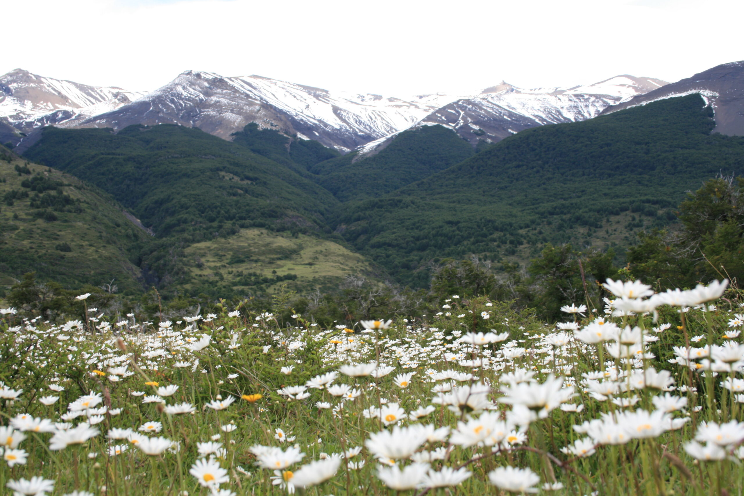 Kilometers of fields of daisies in Torres del Paine National Park in Chilean Patagonia.