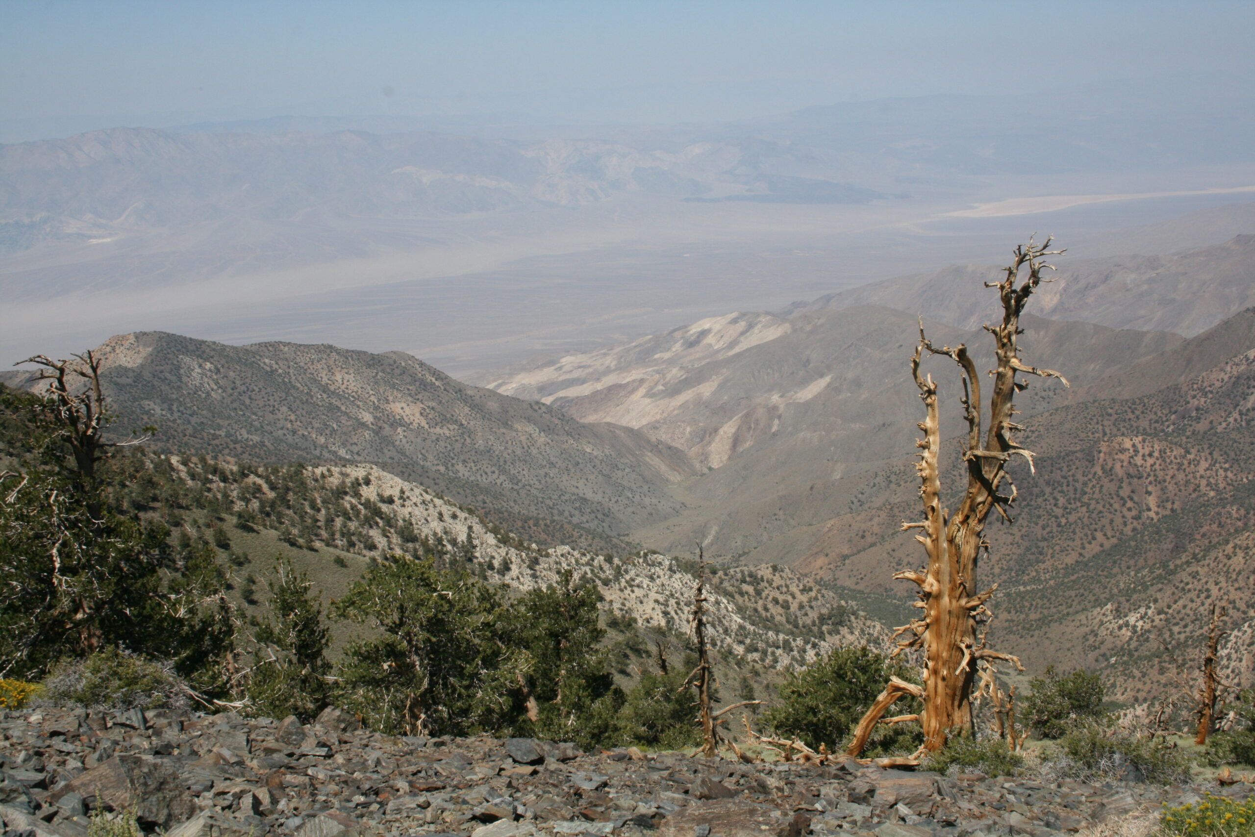 A parched tree teeters on the edge of a stunning Death Valley view.