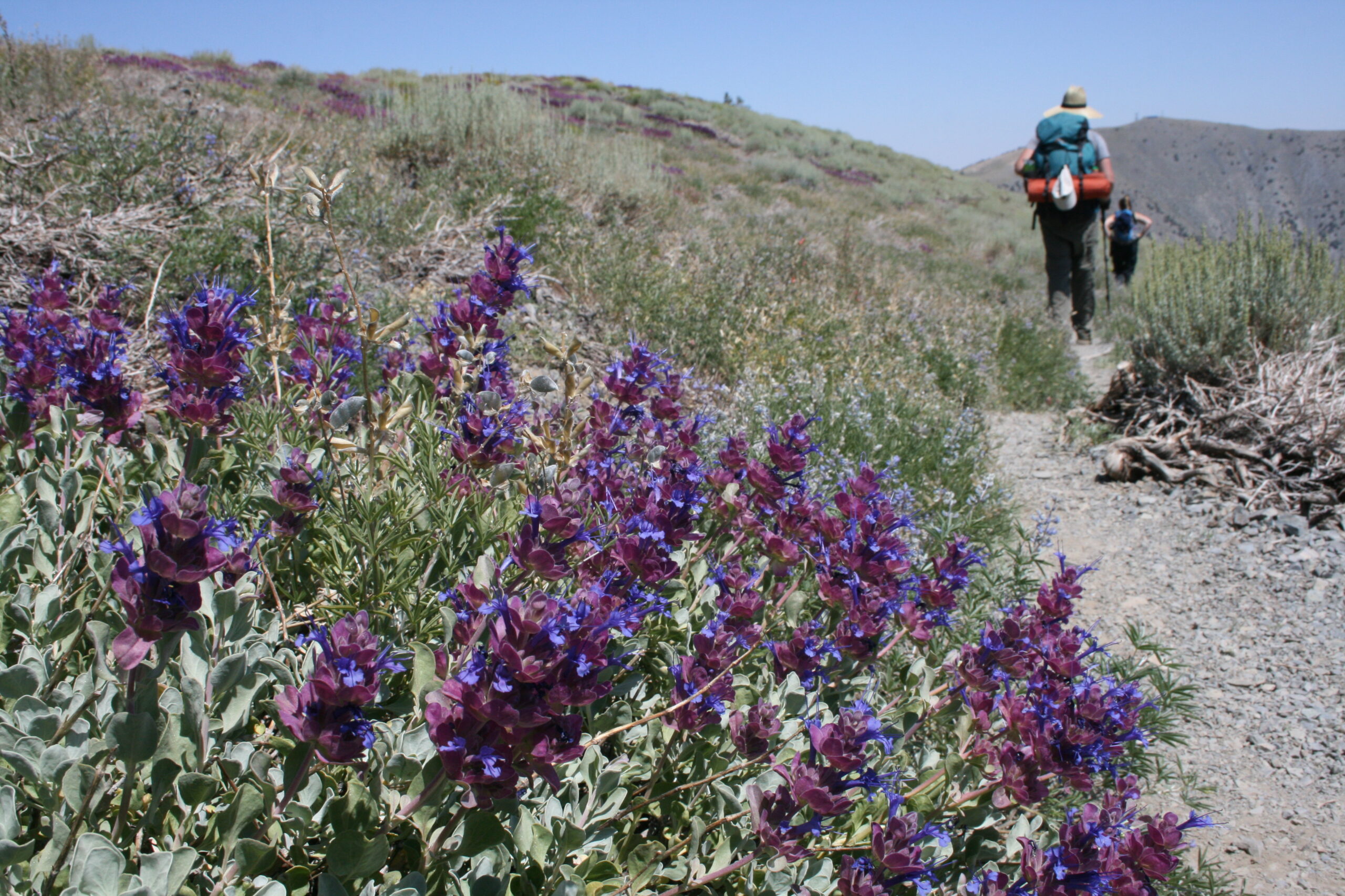 Desert wildflowers blanket Arcane Meadows in Death Valley.