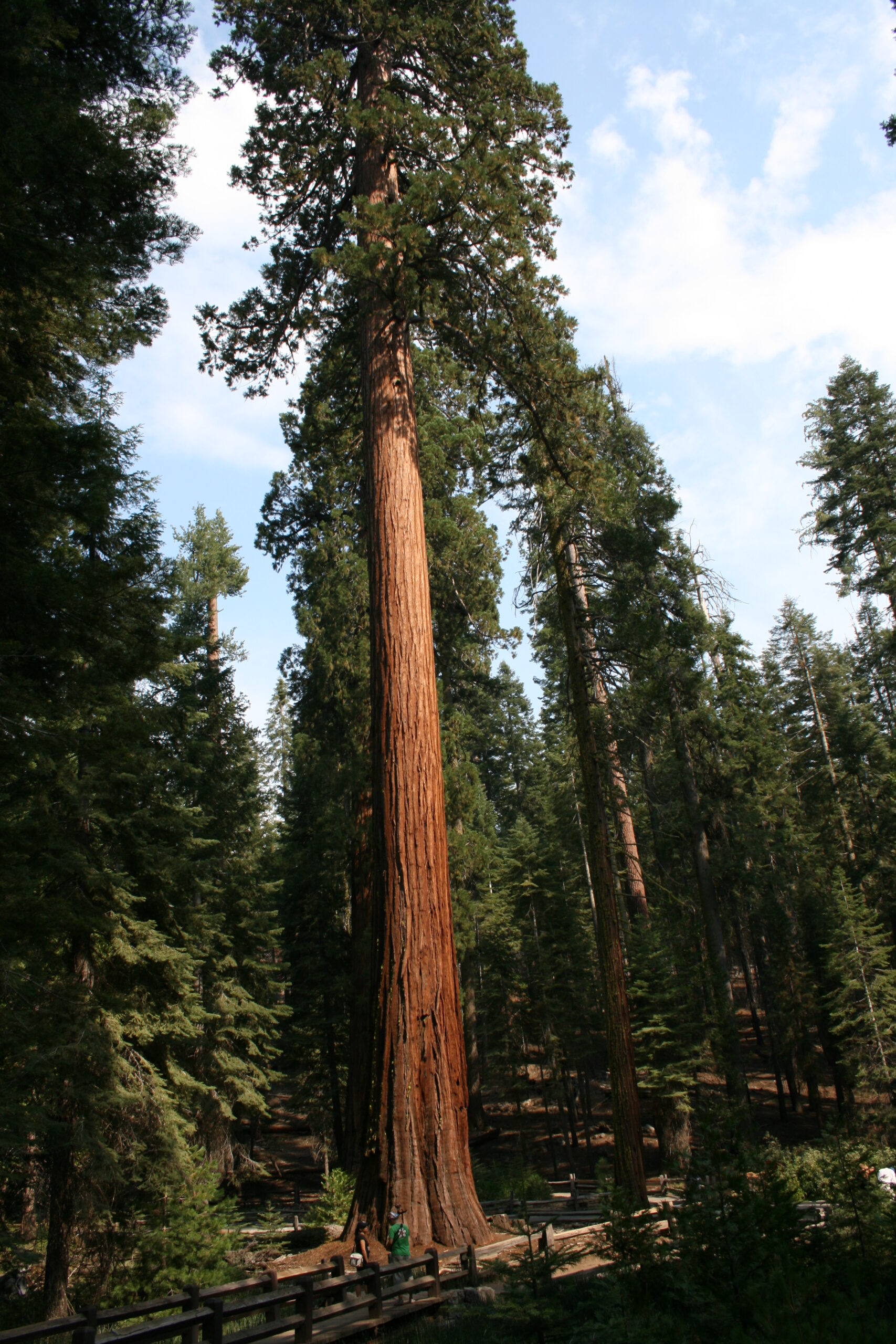Mariposa Sequoia Grove view