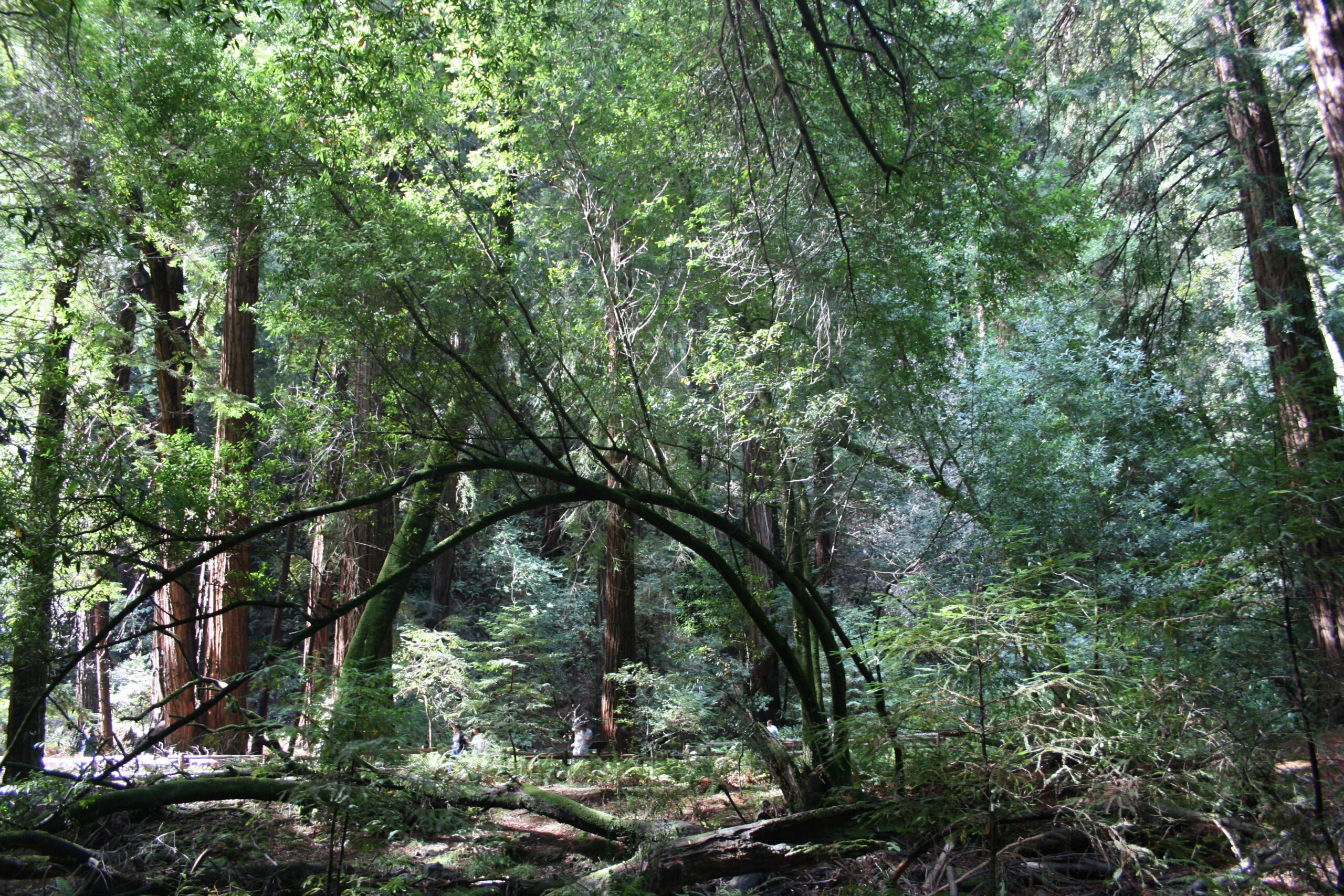 Almost half of Muir Woods is filled with old growth Coast Redwood trees.