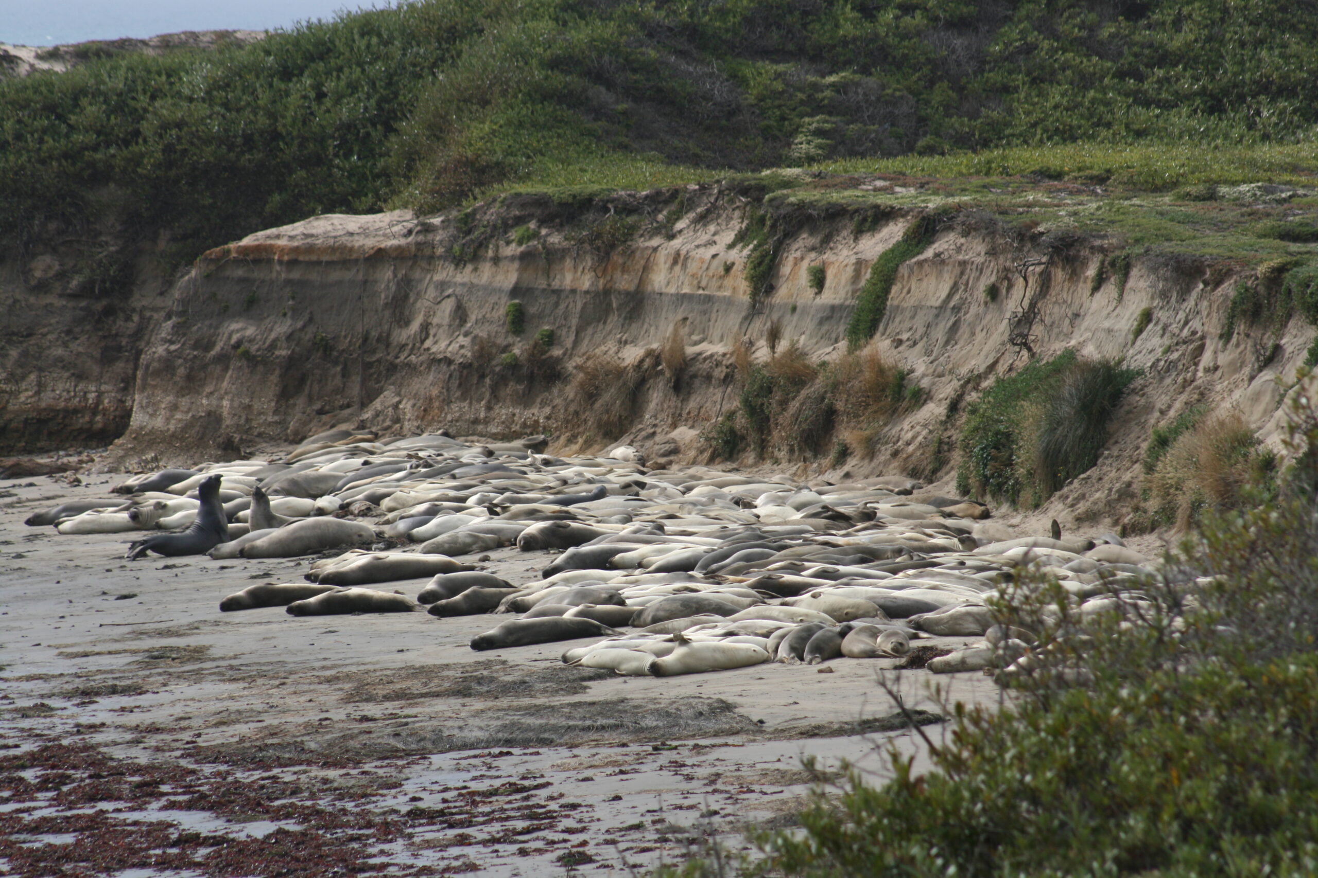 Northern elephant seals sleep on a beach in Año Nuevo State Reserve.