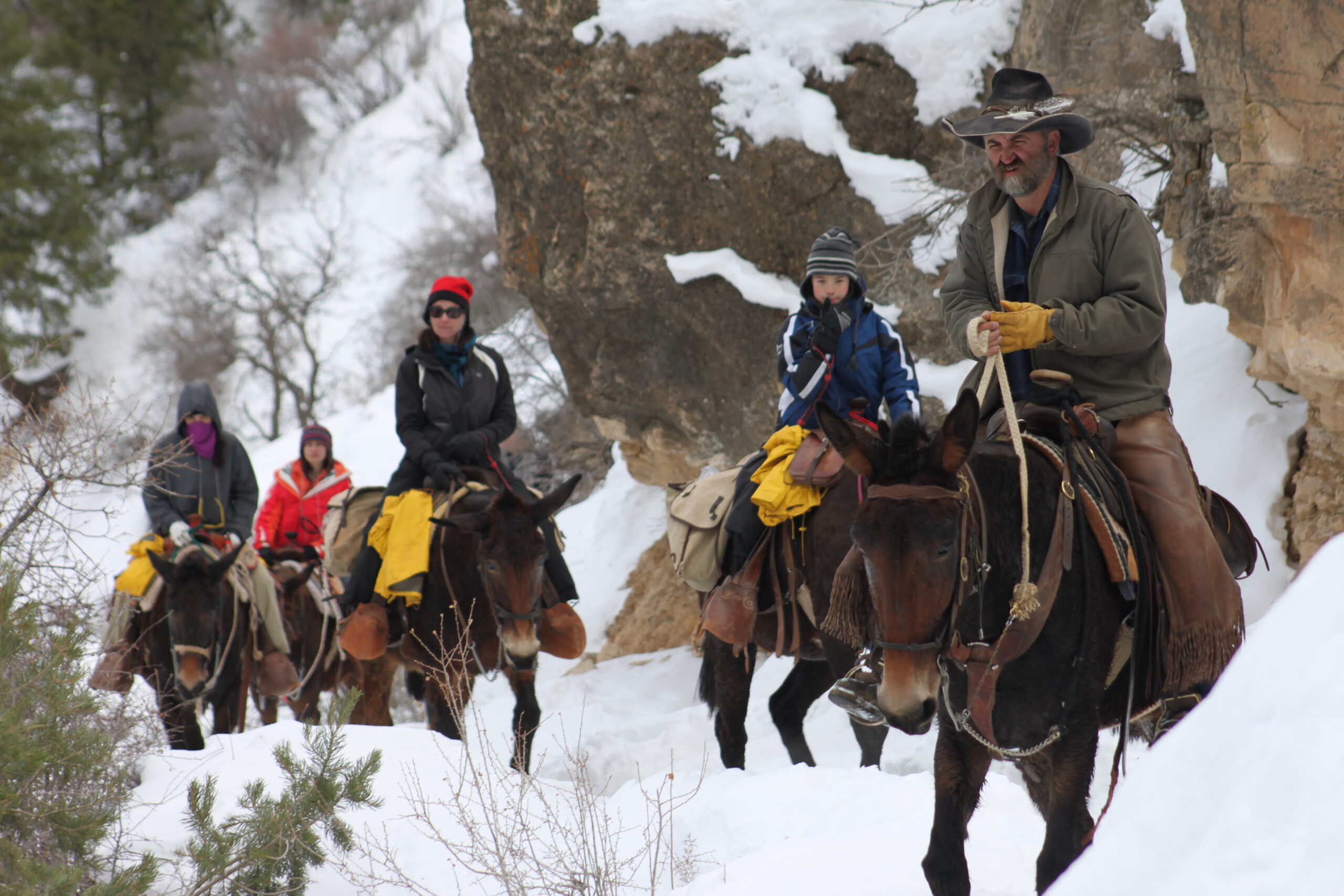 Mules carry riders down the Grand Canyon's Bright Angel Trail.