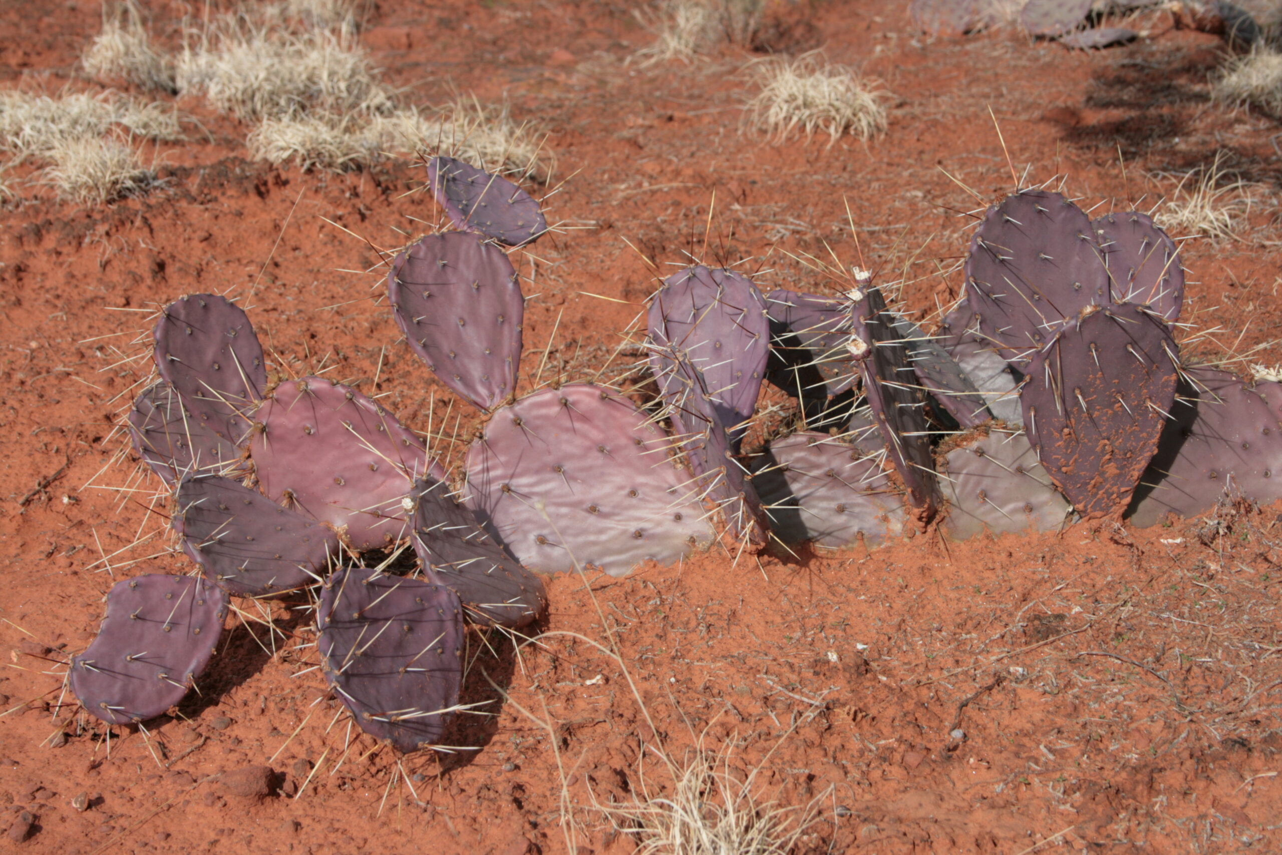 Cacti in the Arizona desert can be surprisingly dangerous, especially if you make the mistake of falling on one palm first.