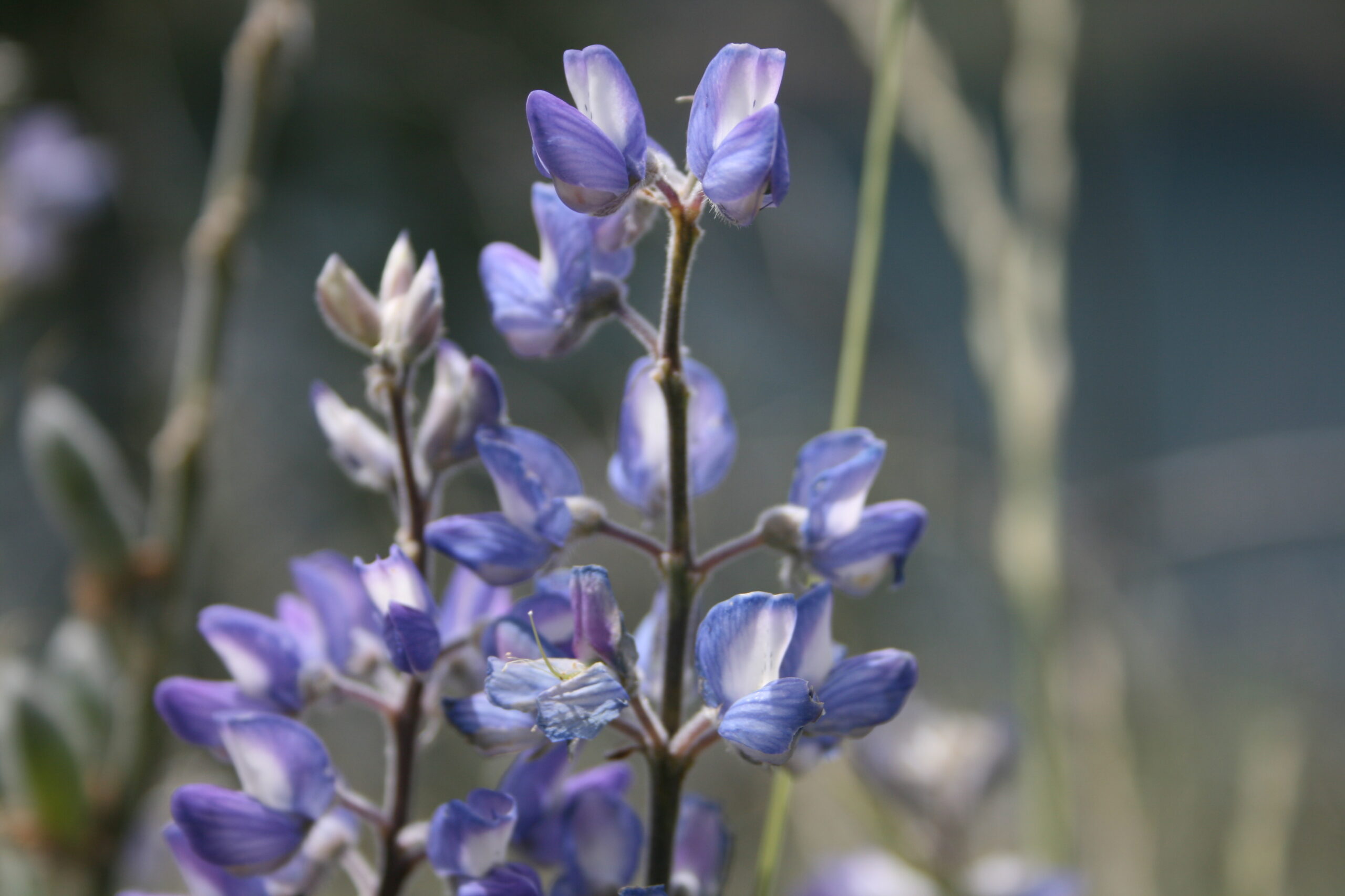 Violet broadleaf lupine plants pepper the landscape around Lake Chelan.