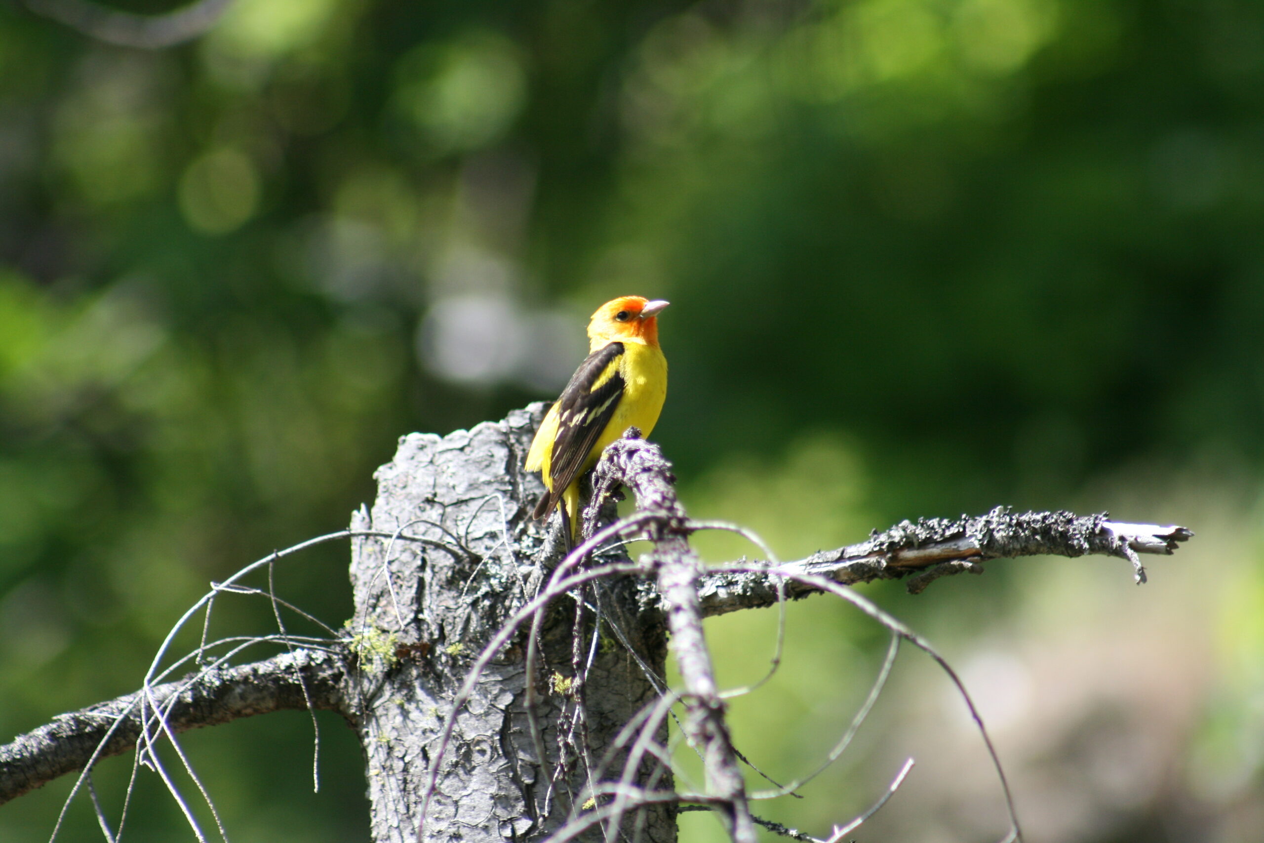 A bright yellow and orange Western Tanager sits on a tree stump.