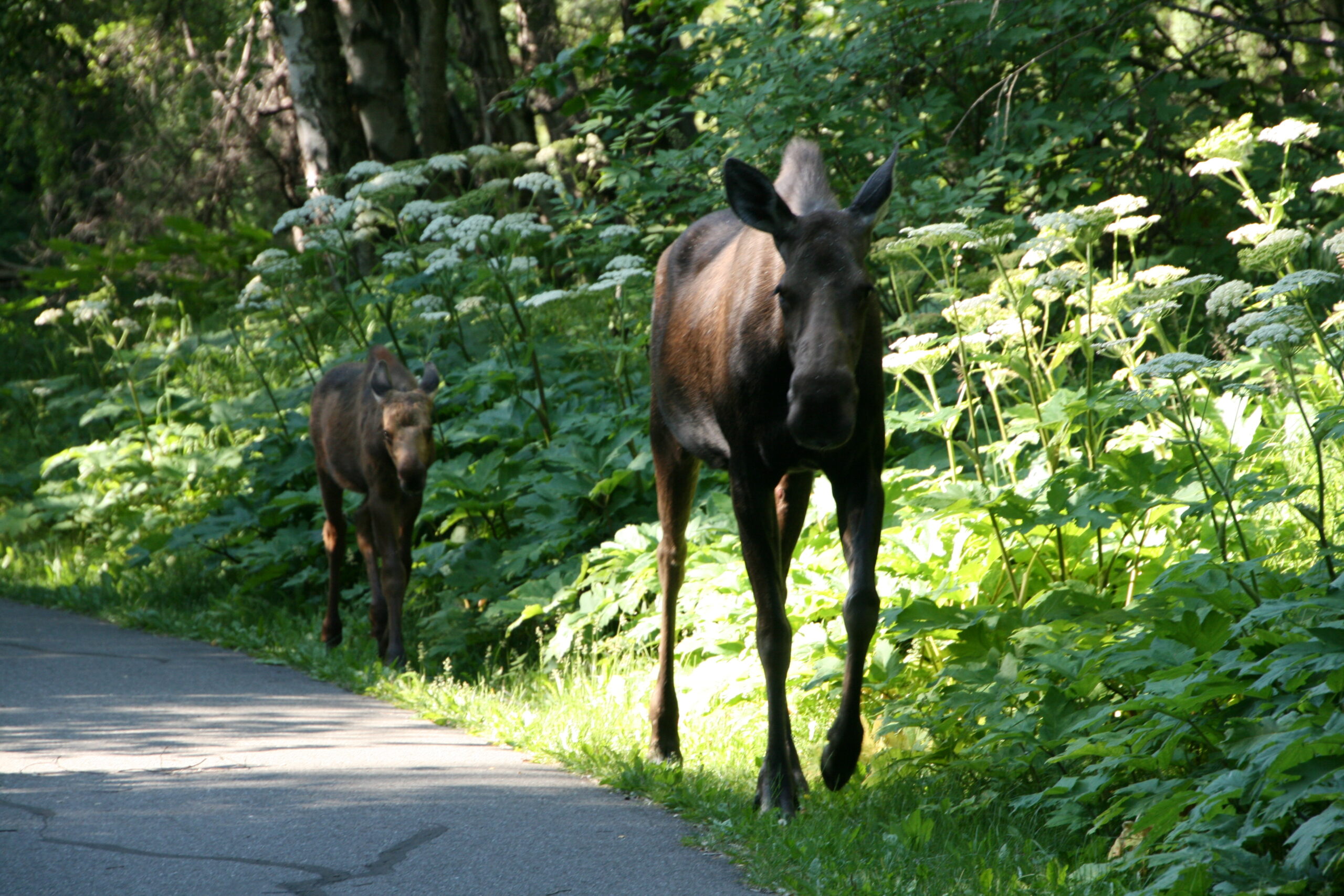 Moose join hikers and bikers on Anchorage's Coastal Trail.