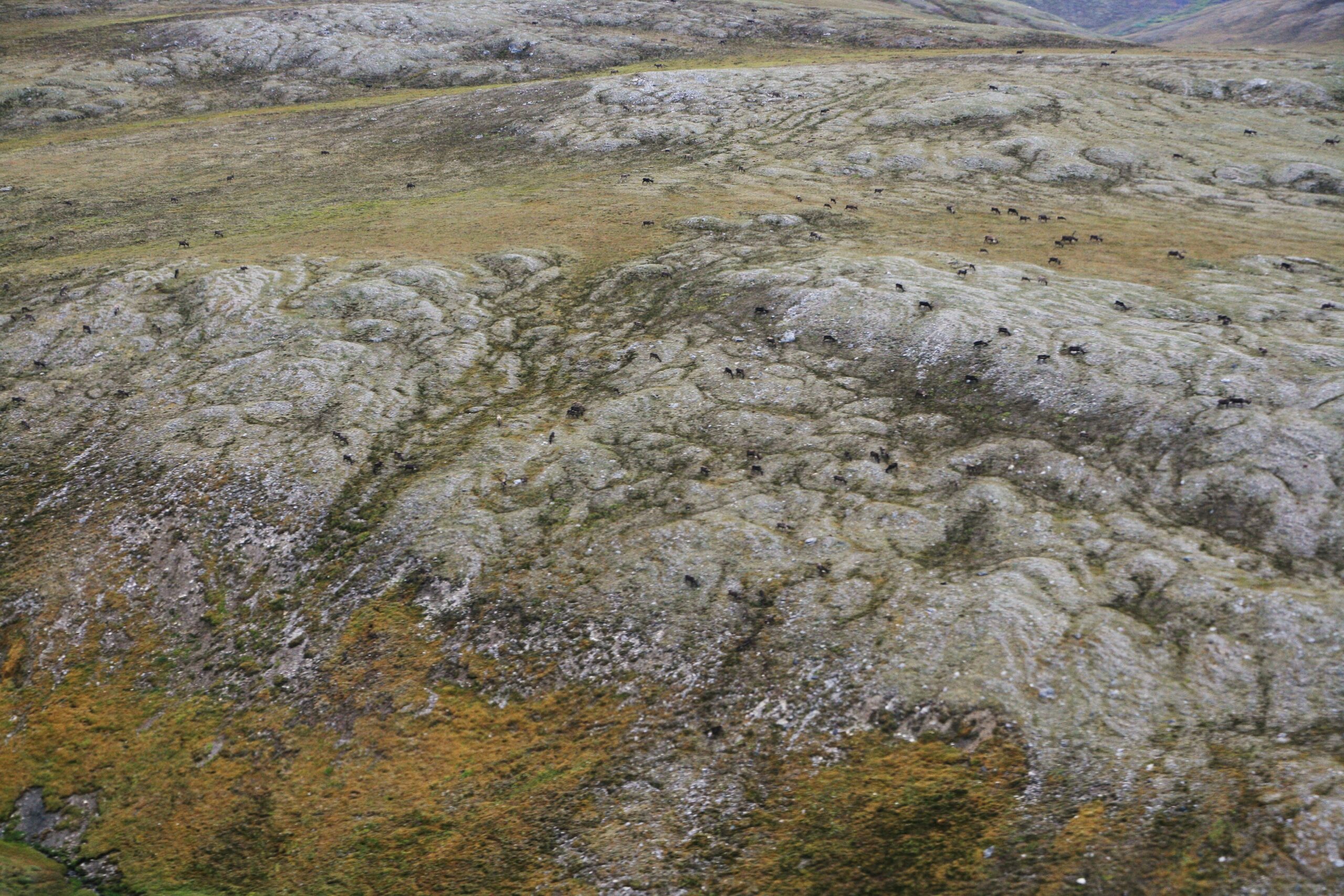 Caribou from the Porcupine Herd graze in the Arctic National Wildlife Refuge.