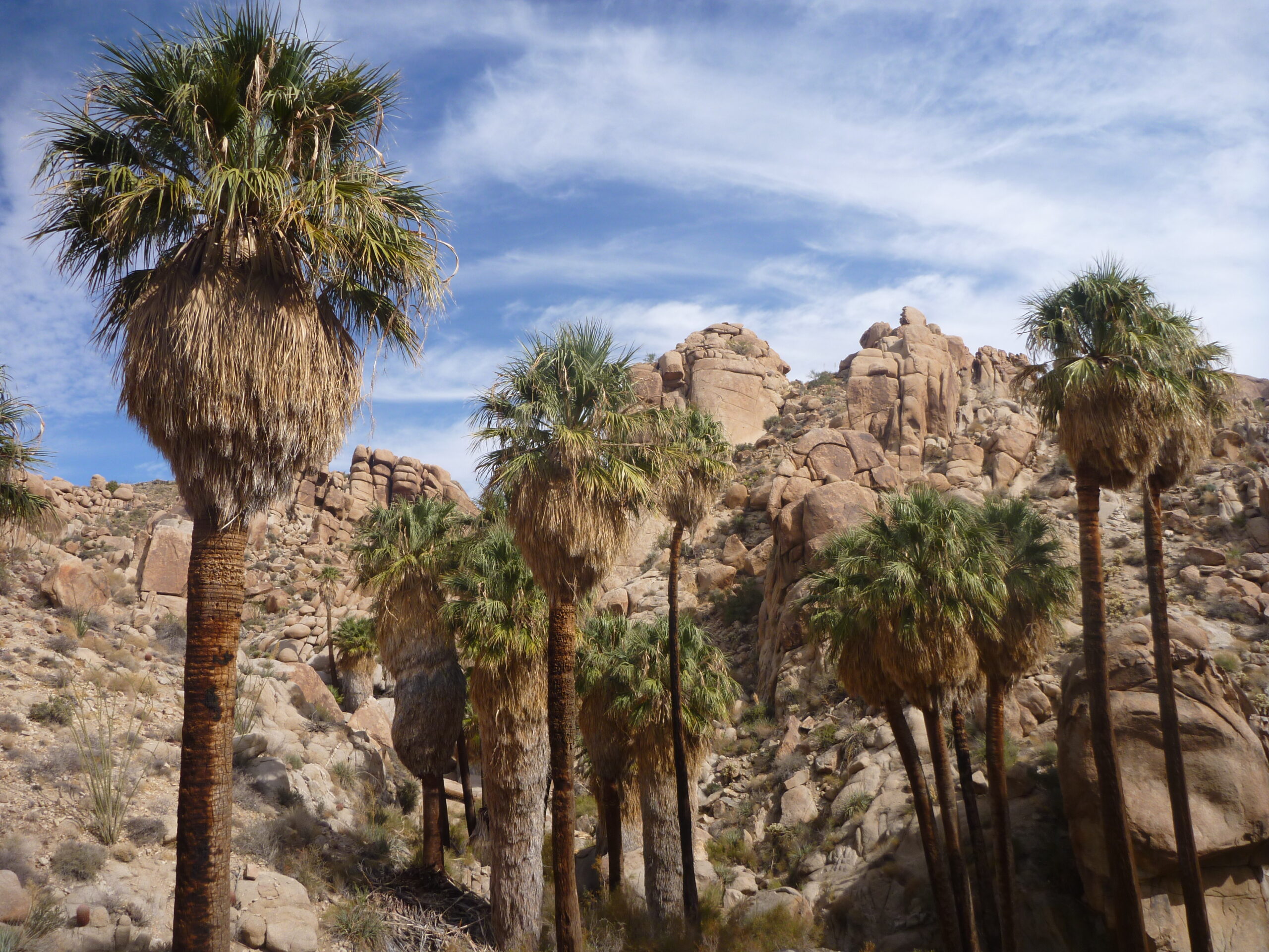Beautiful Lost Palms Oasis sits at the end of a 3.5-mile trail in Joshua Tree.