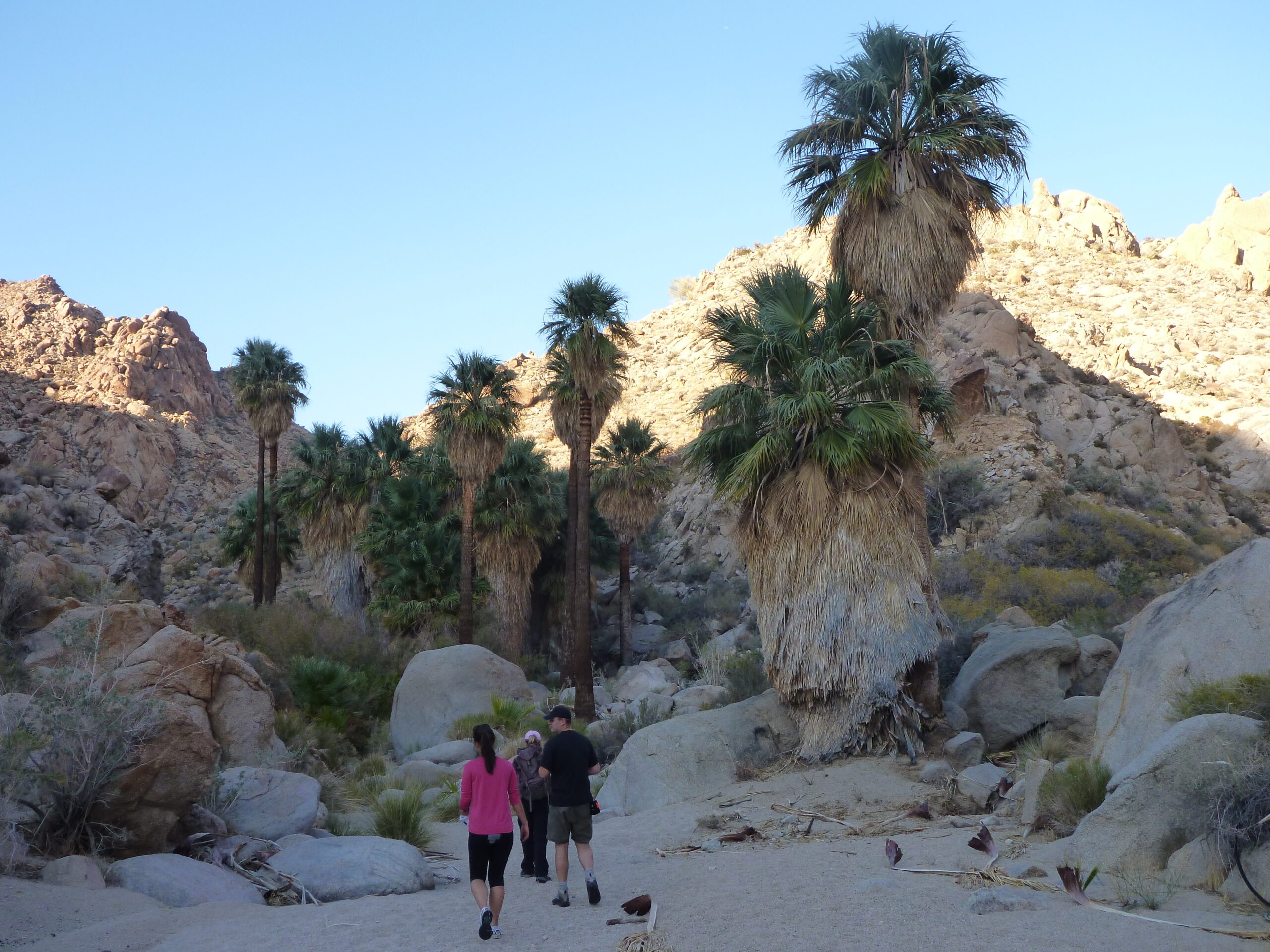 Hikers approach Summit Spring in Joshua Tree's Munsen Canyon.