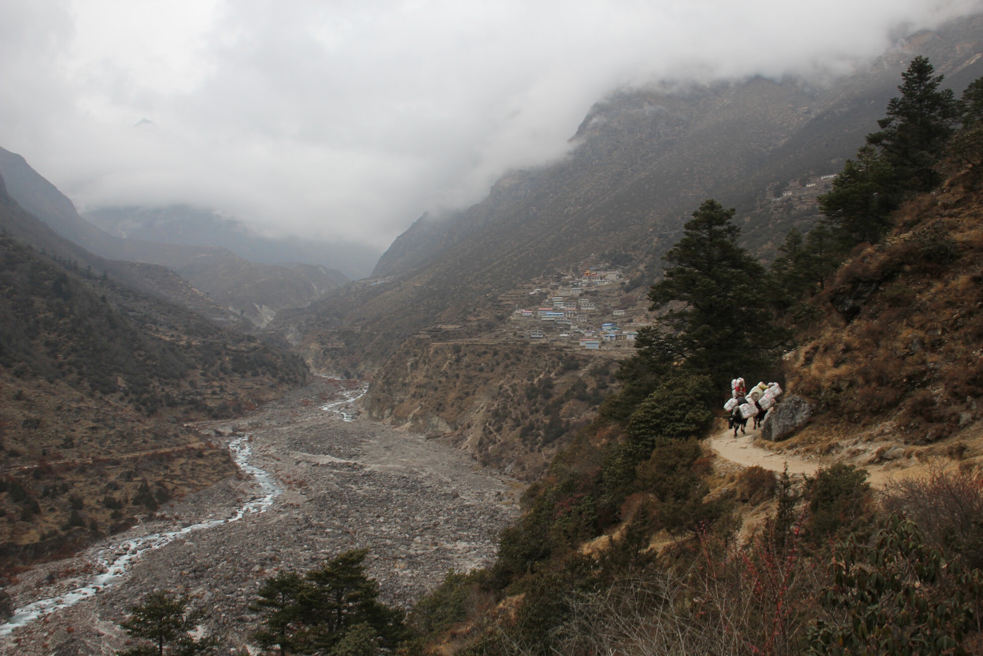 Yaks walk on the trail to Thame, Nepal.