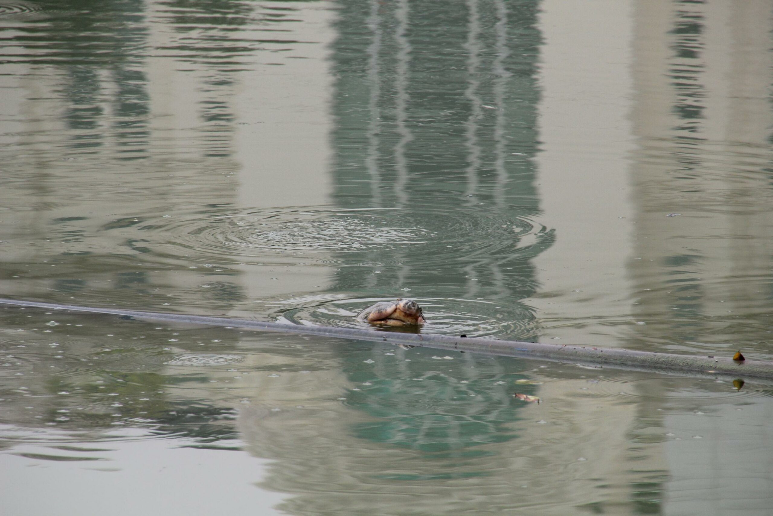 The Hoan Kiem turtle surfaces in Hanoi's Green Lake.