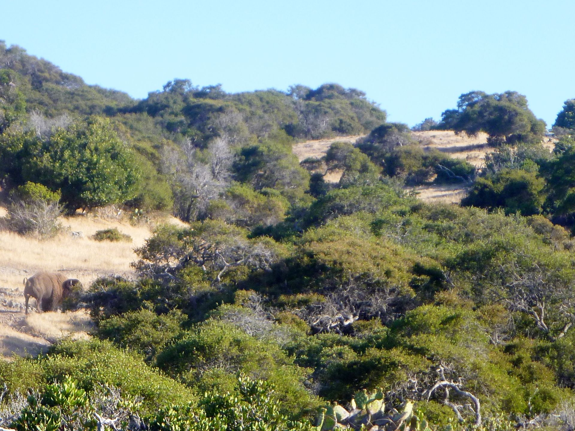 A buffalo roams on Catalina Island.