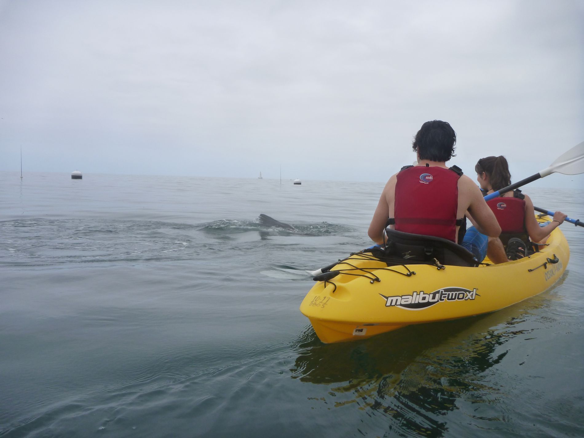 A seal jumps above the surface of the water next to a sea kayak near Catalina Island.