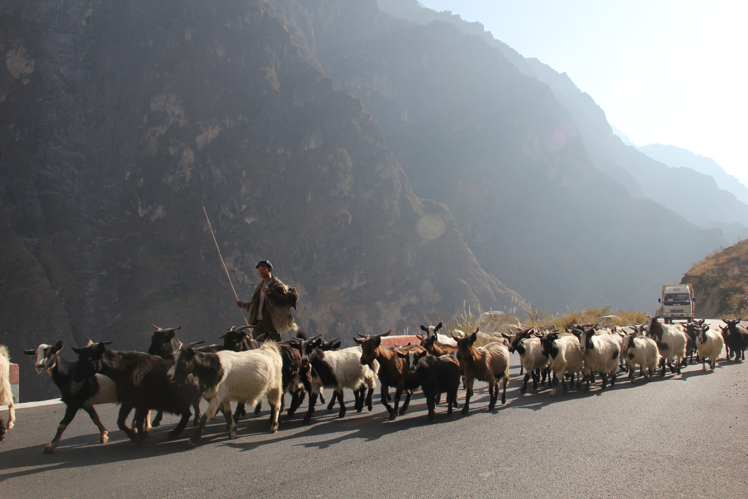A farmer herds goats on a newly-paved road in China&#039;s Tiger Leaping Gorge.
