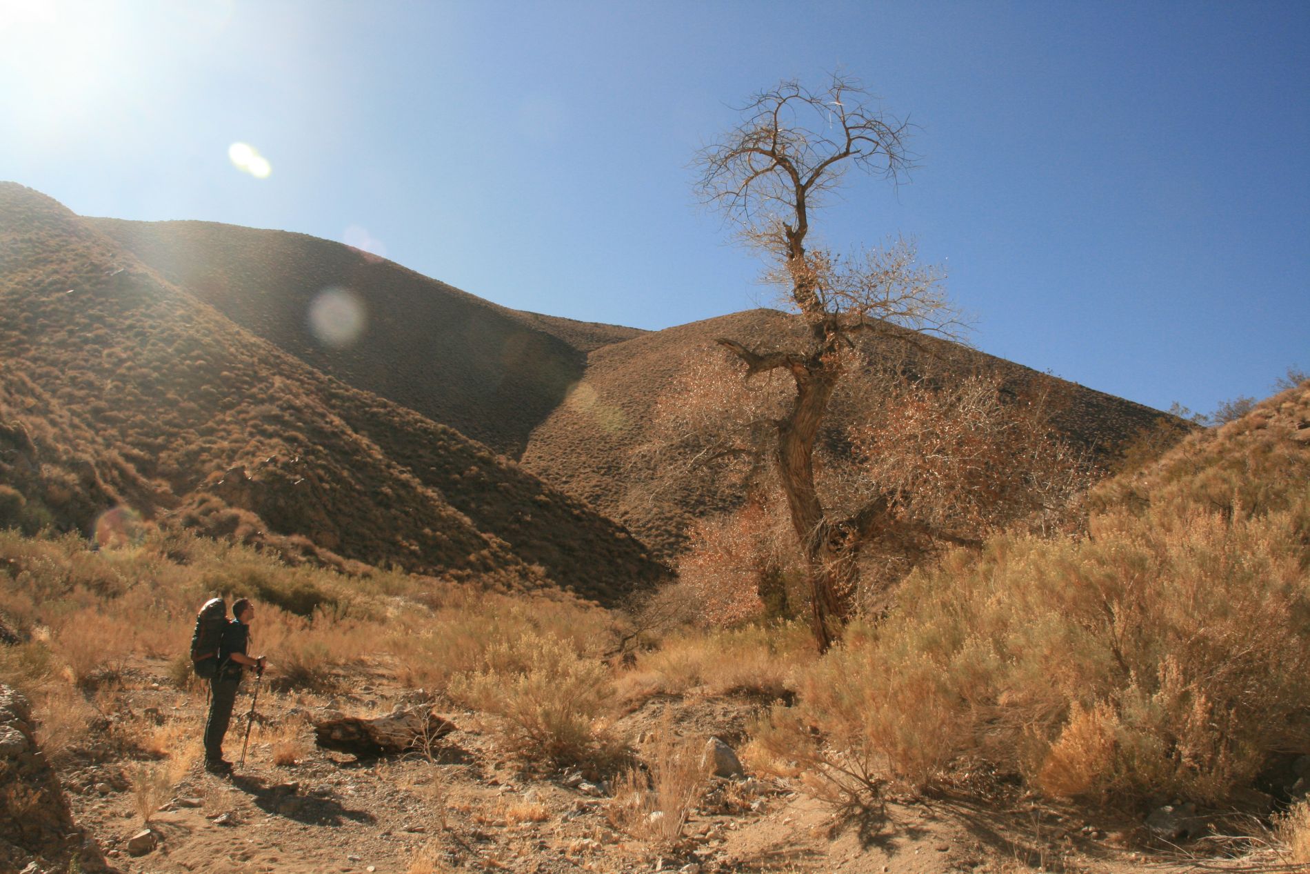 A hiker looks at a Cottonwood tree in a small oasis near Dead Horse Canyon, Death Valley, Ca.