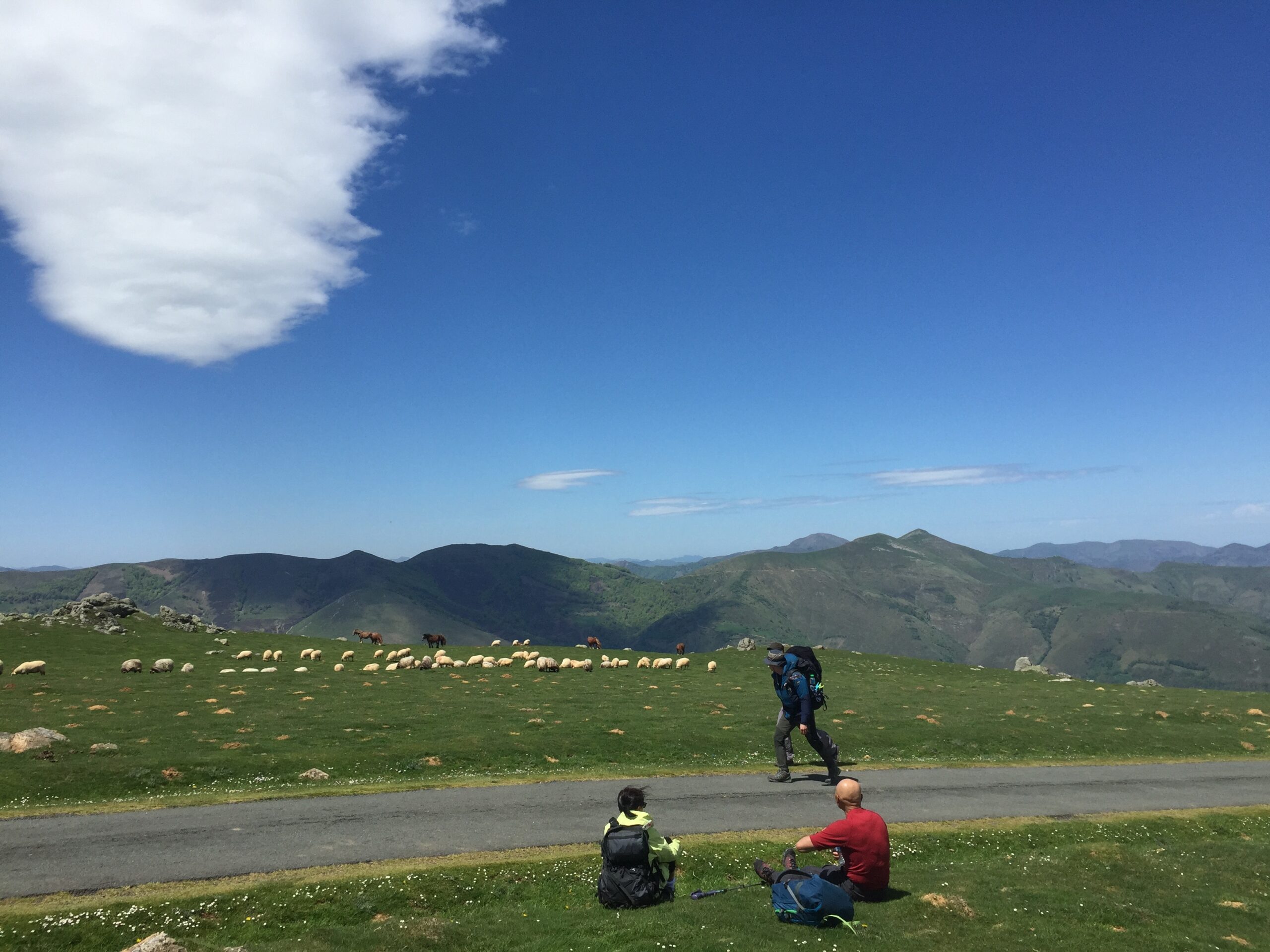 Sheep watch as pilgrims hike the Camino de Santiago through the French Pyrenees.