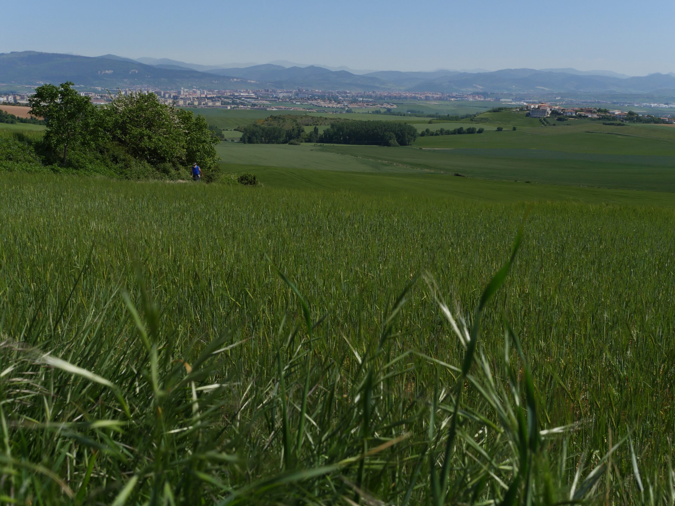 Pamplona, the largest city on the Camino de Santiago, is surrounded by fields of wheat.