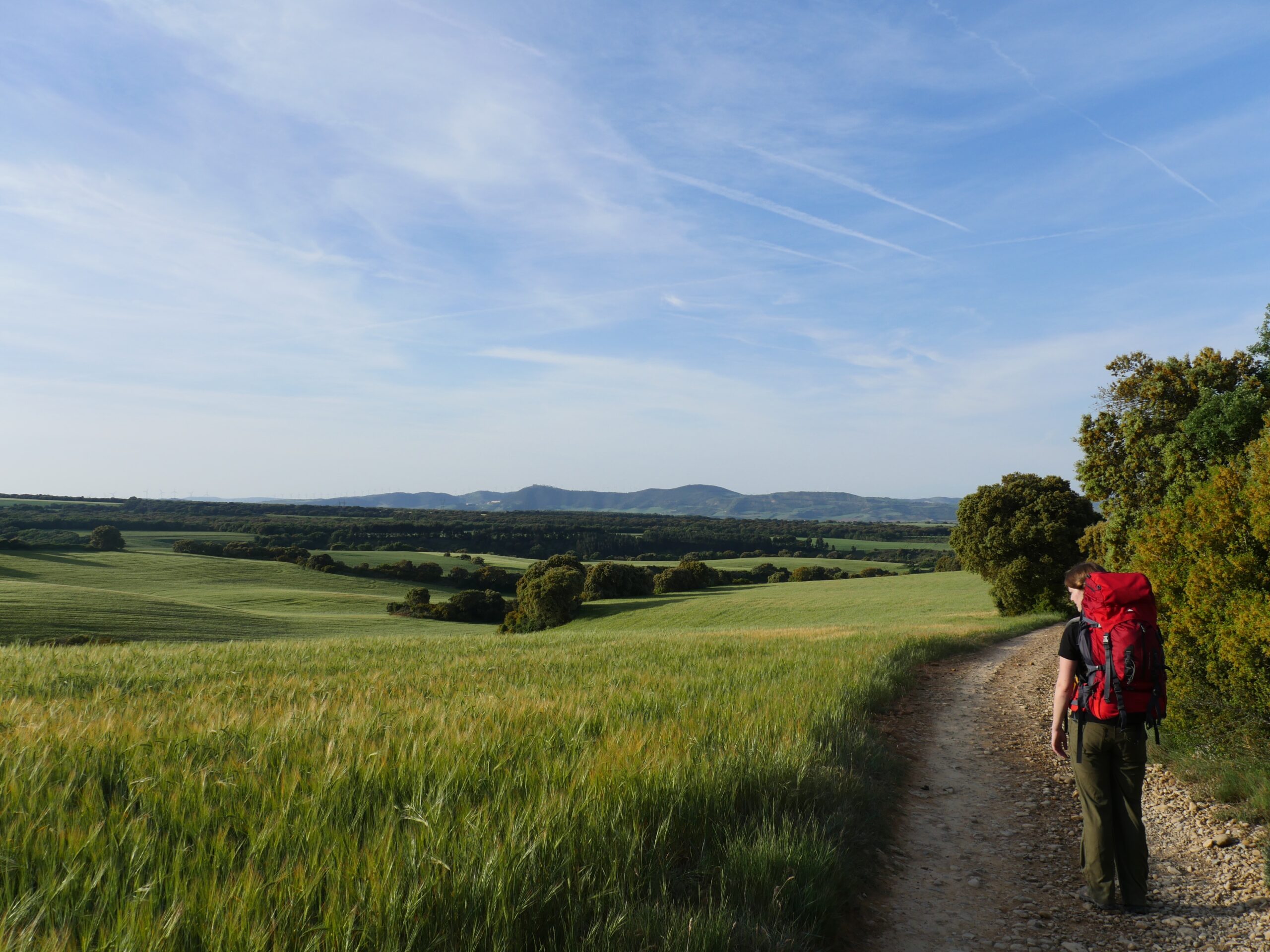A Camino pilgrim looks out at fields of barley while walking the Camino de Santiago.