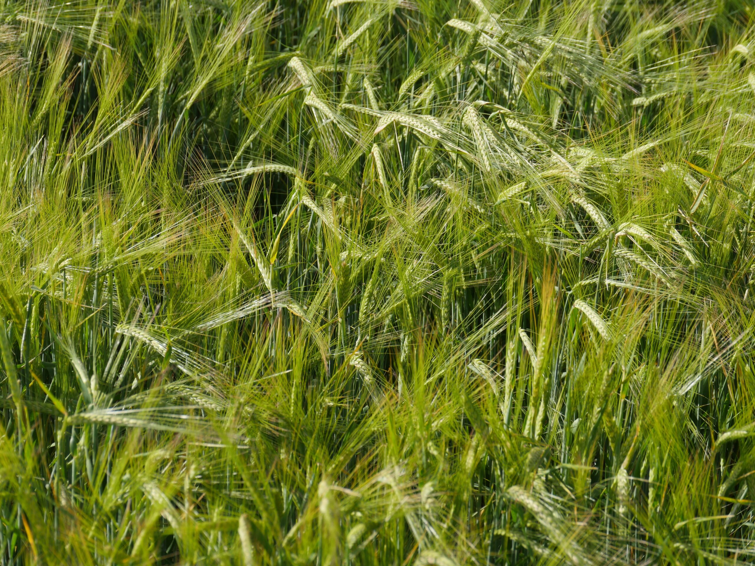 Rolling barley fields surround the Camino de Santiago in Spain.