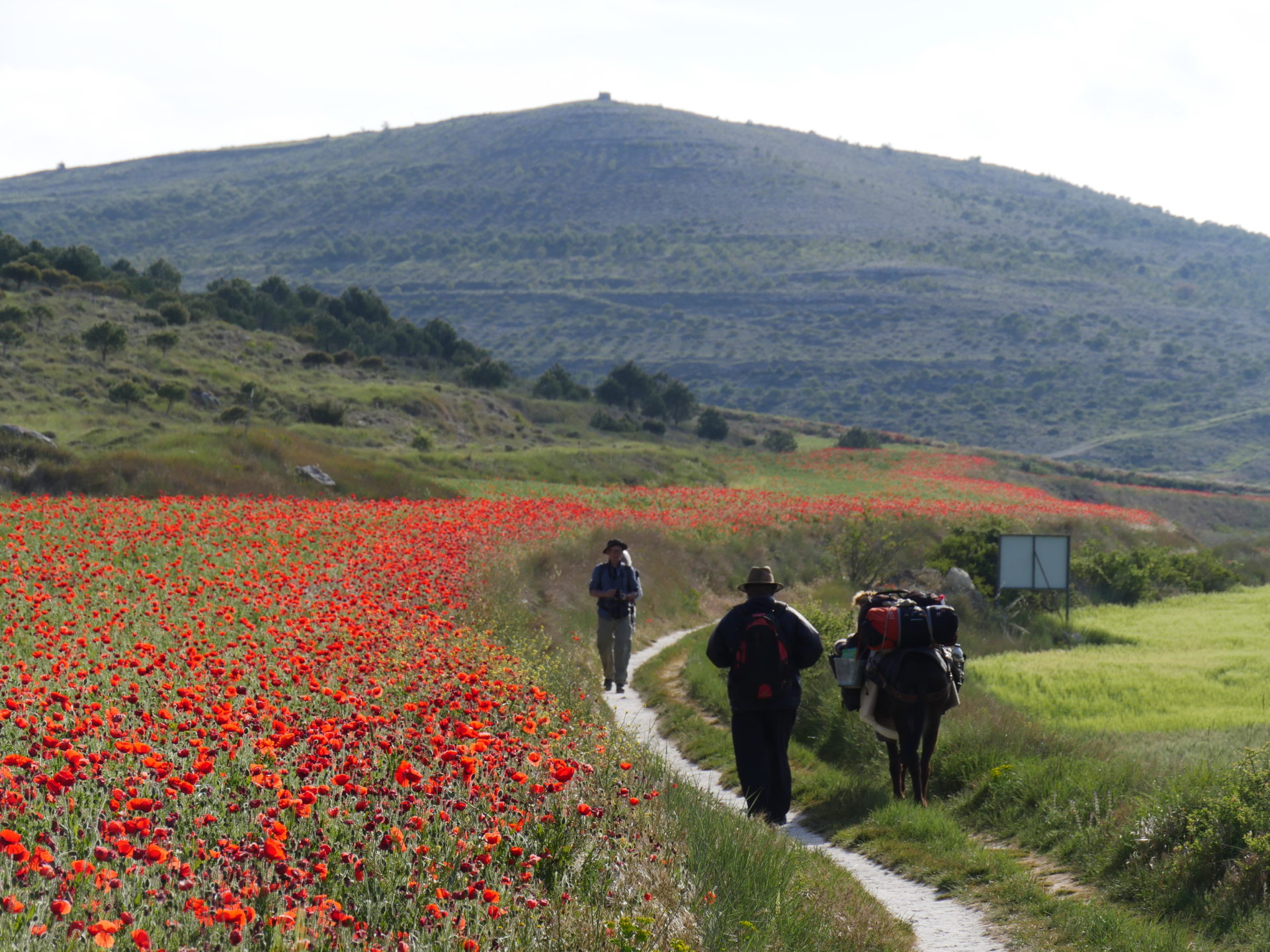 A man leads a donkey down the Camino de Santiago near Boadilla del Camino, Spain.