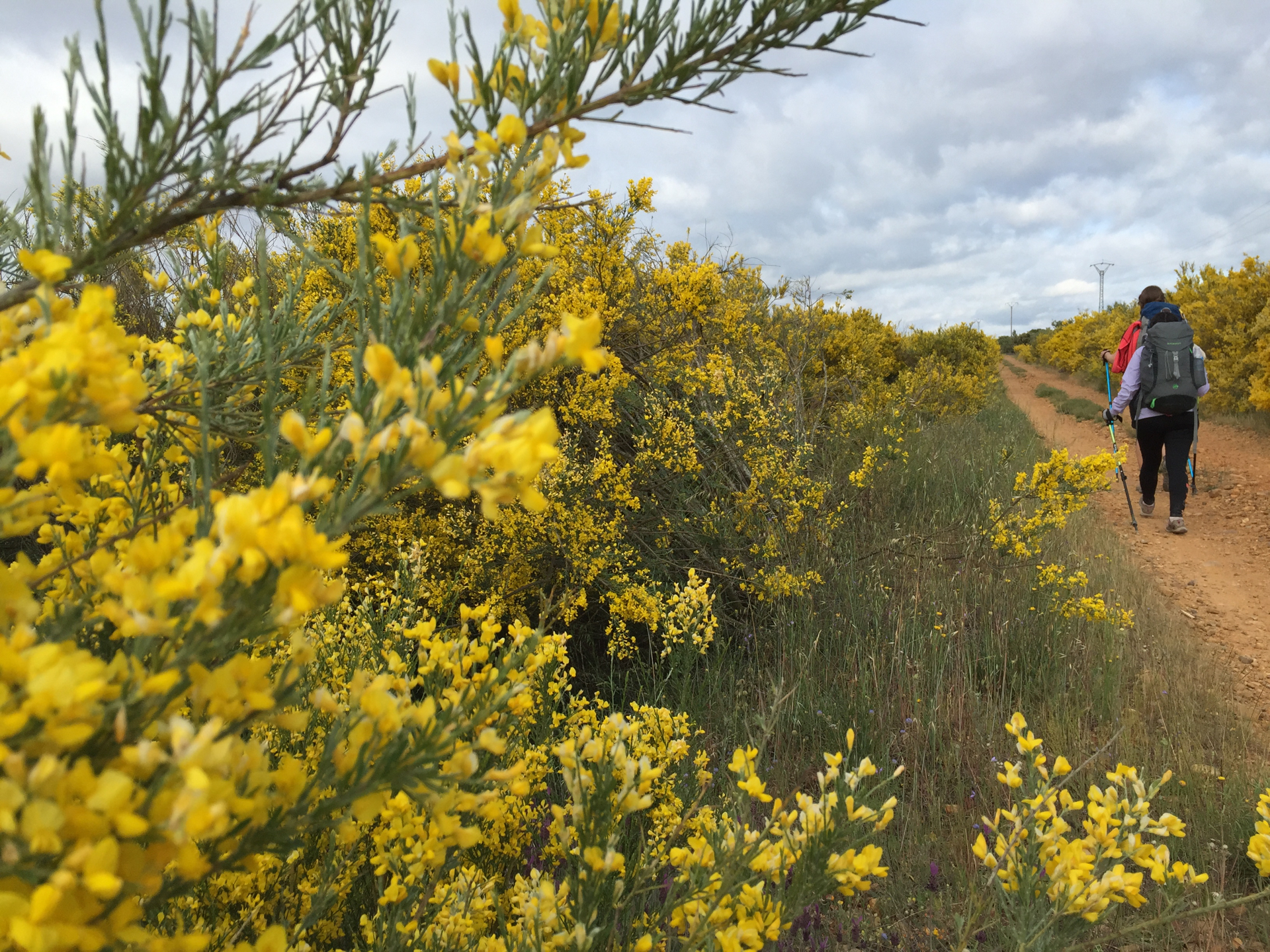 Yellow lupin grows next to the Camino de Santiago on the way to Foncebadón, Spain.