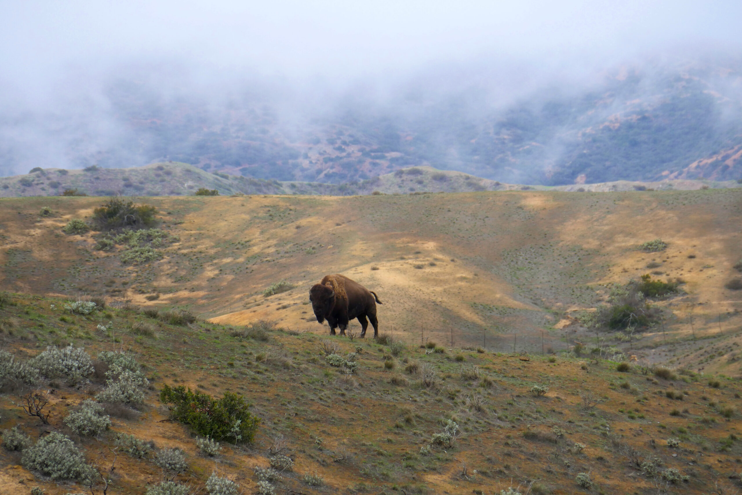 In 1924, a Hollywood film crew brought fourteen bison to Catalina Island, California to shoot a movie.