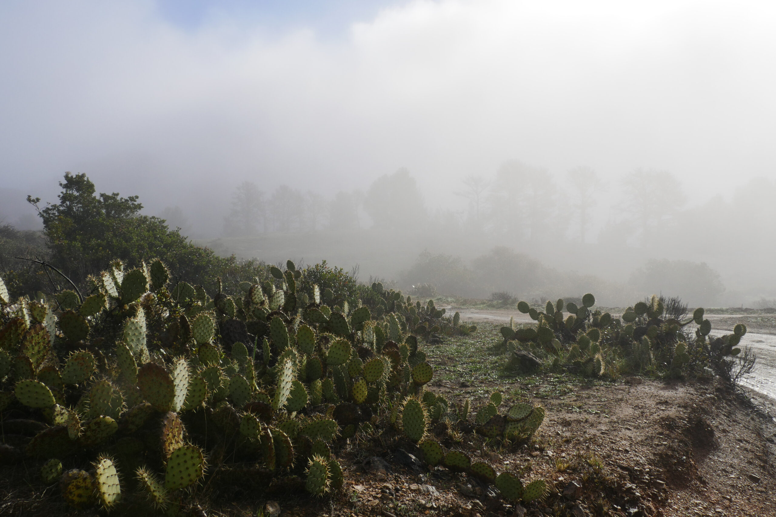 Prickly pear patches line the Trans-Catalina Trail near the Airport in the Sky.