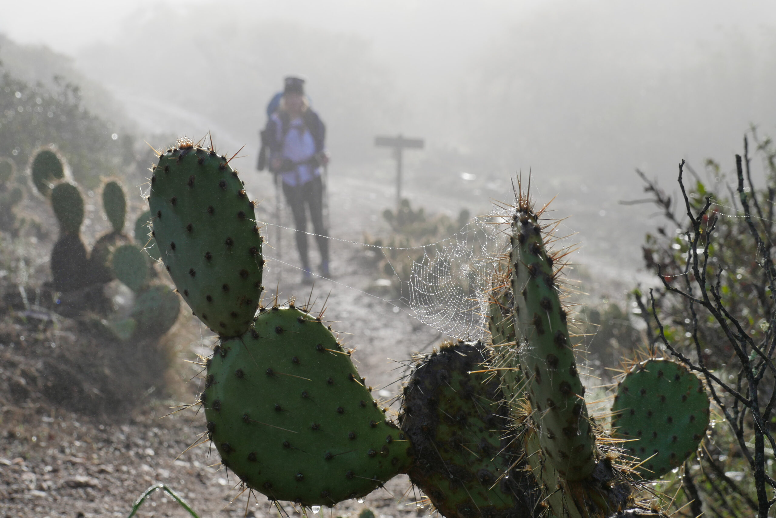 A spider web sits on a prickly pear in front of a hiker on the Trans-Catalina Trail.