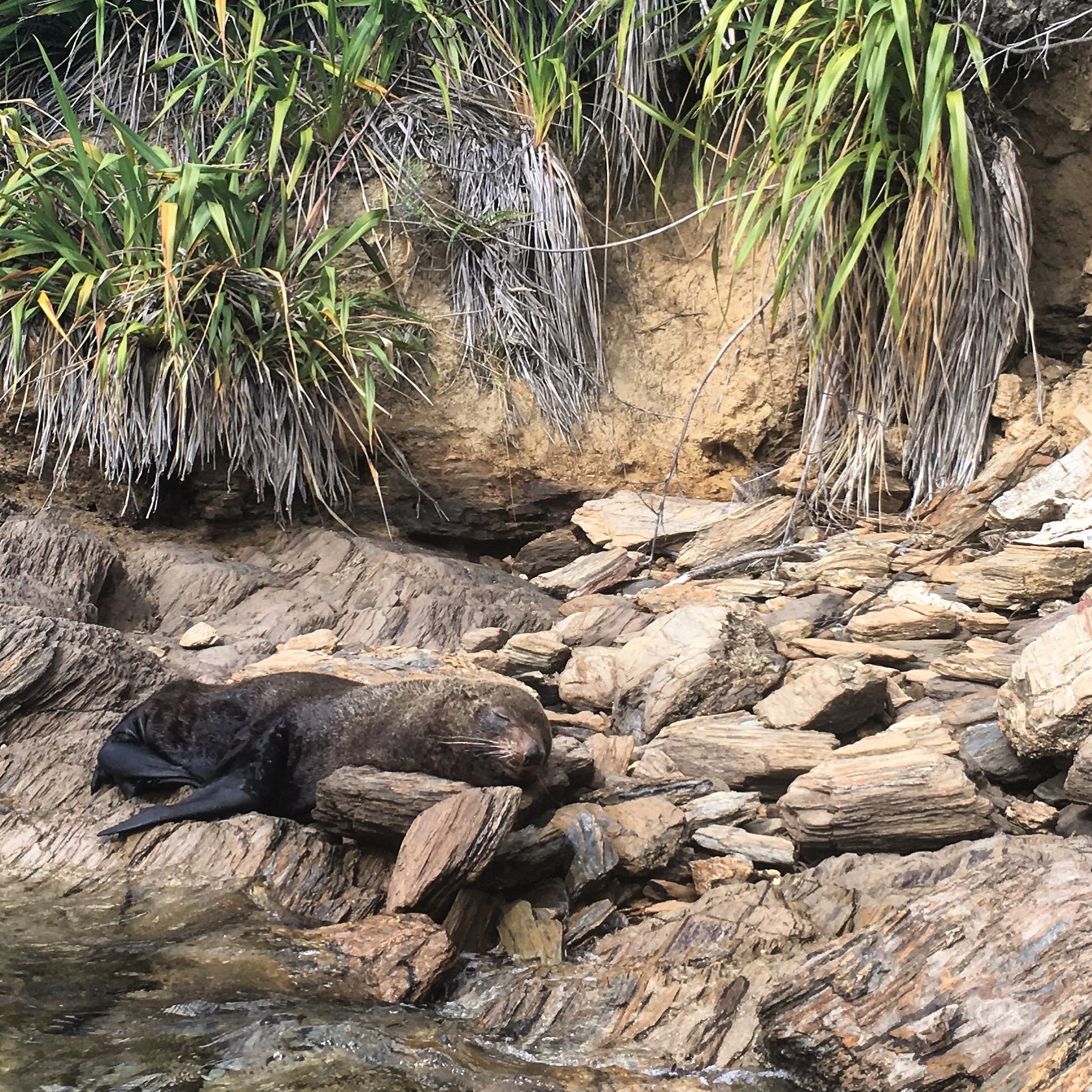 A seal sleeps on the shore in Queen Charlotte Sound, New Zealand.