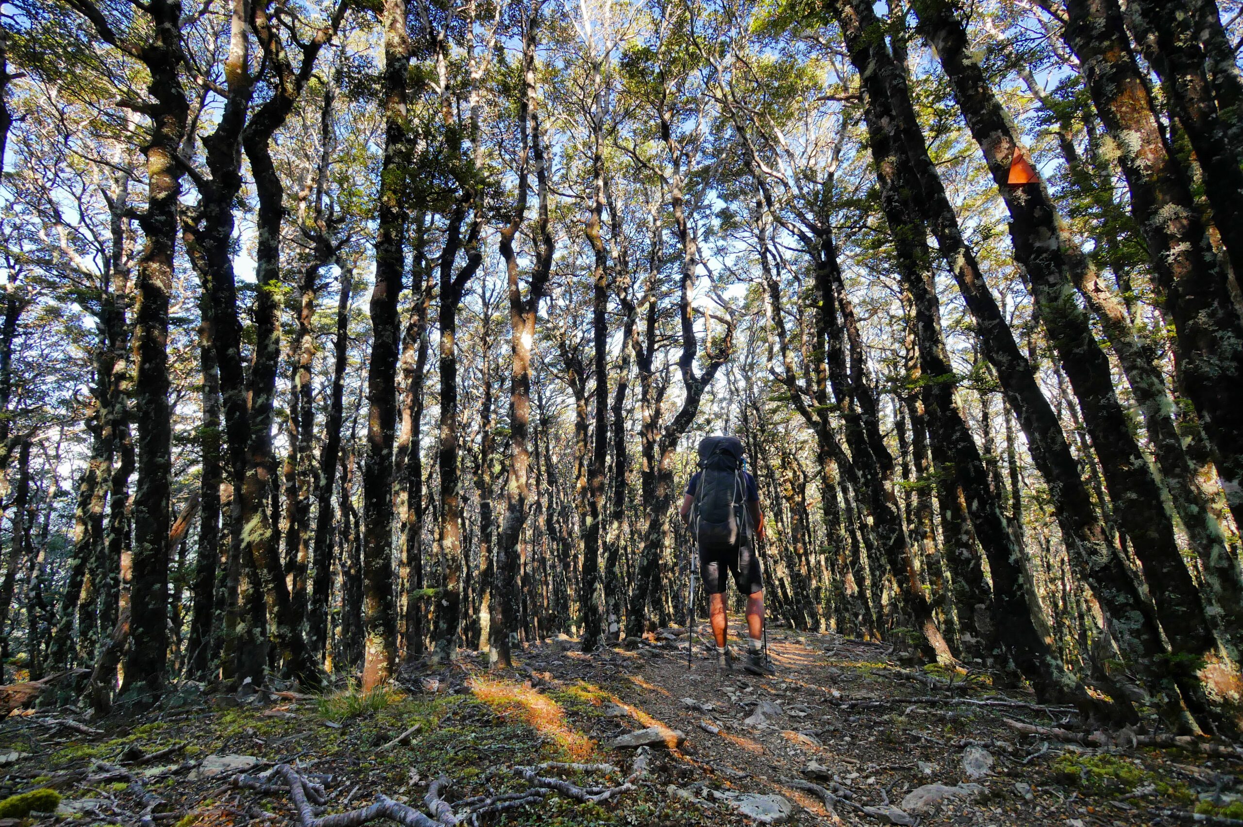 A hiker walks through a forest below Mount Rintoul in New Zealand's Richmond Range.