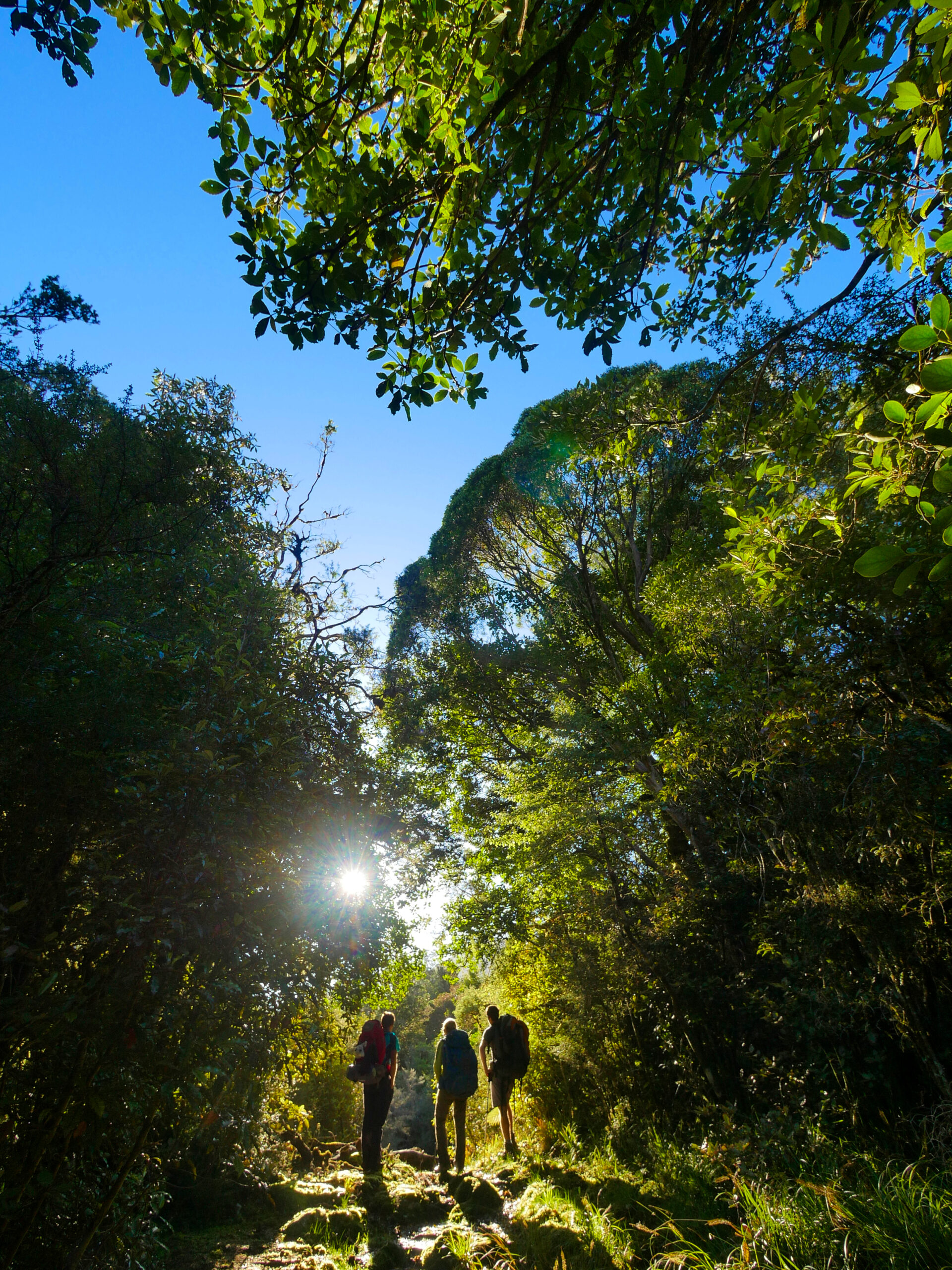 The French Trio stands under a tree canopy on the trail to Grassy Flats Hut near Kokathai, New Zealand.