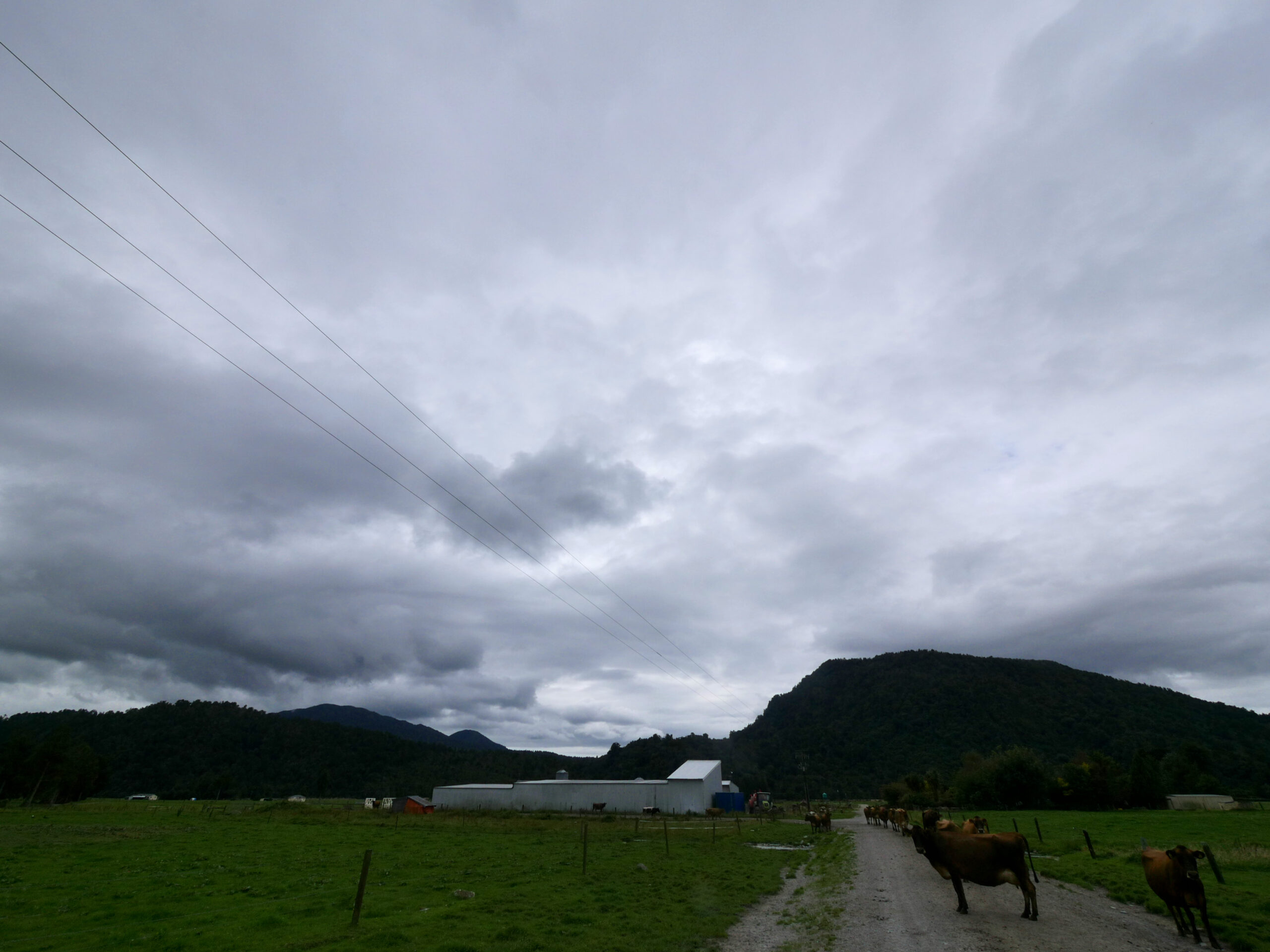 Starting on the Toaroha Track requires walking down a dirt-road easement through Middlebranch Farm near Hokitika, New Zealand.