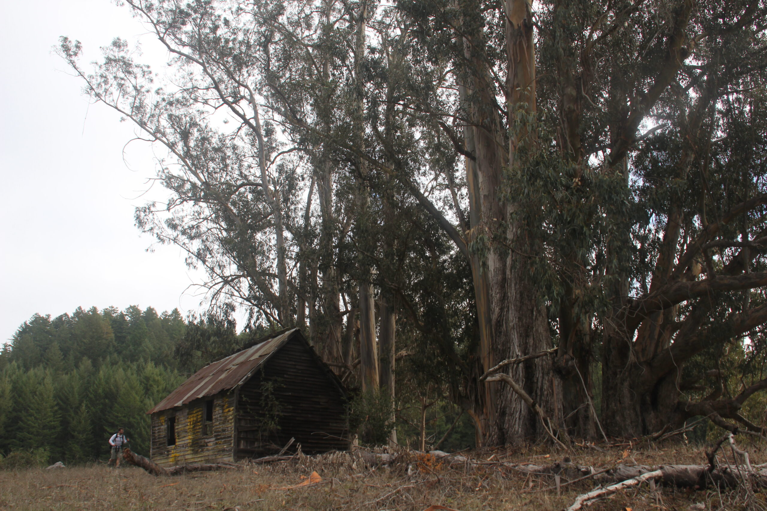 The remnants of an old dairy farm can be seen in Pescadero Creek Park.