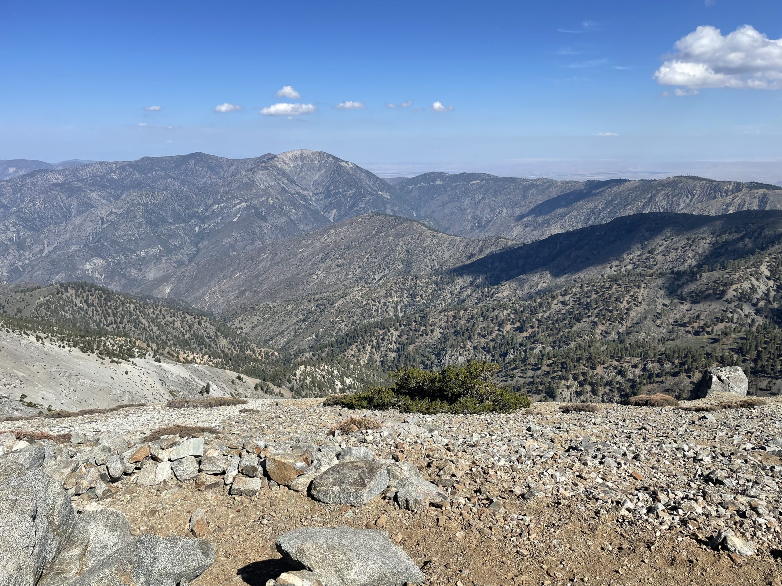View with trees from Mount Baldy