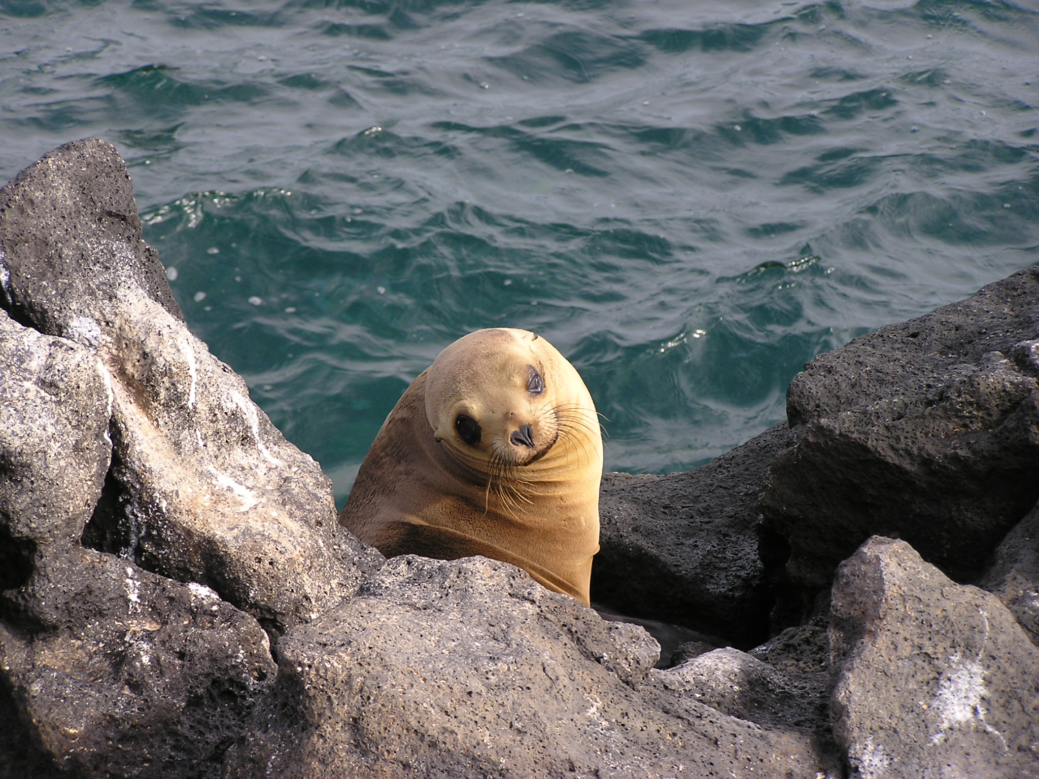 Sea lion looking at camera  on North Seymour