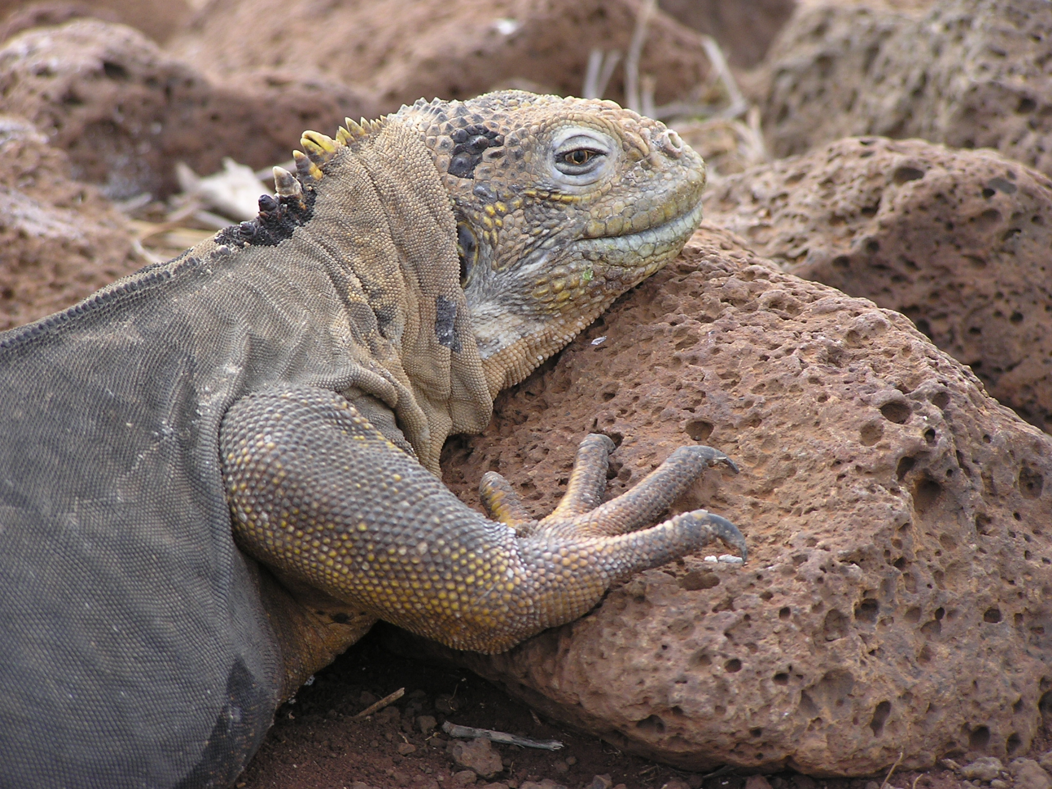 Iguana on North Seymour 2
