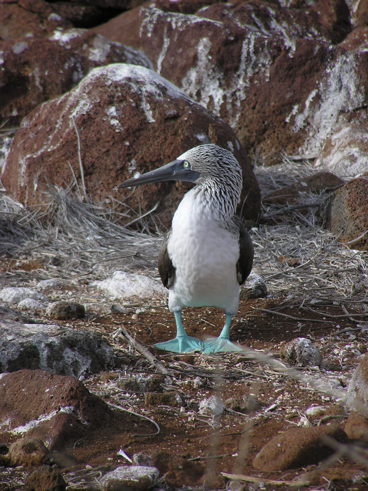 Blue-Footed Booby on North Seymour 3