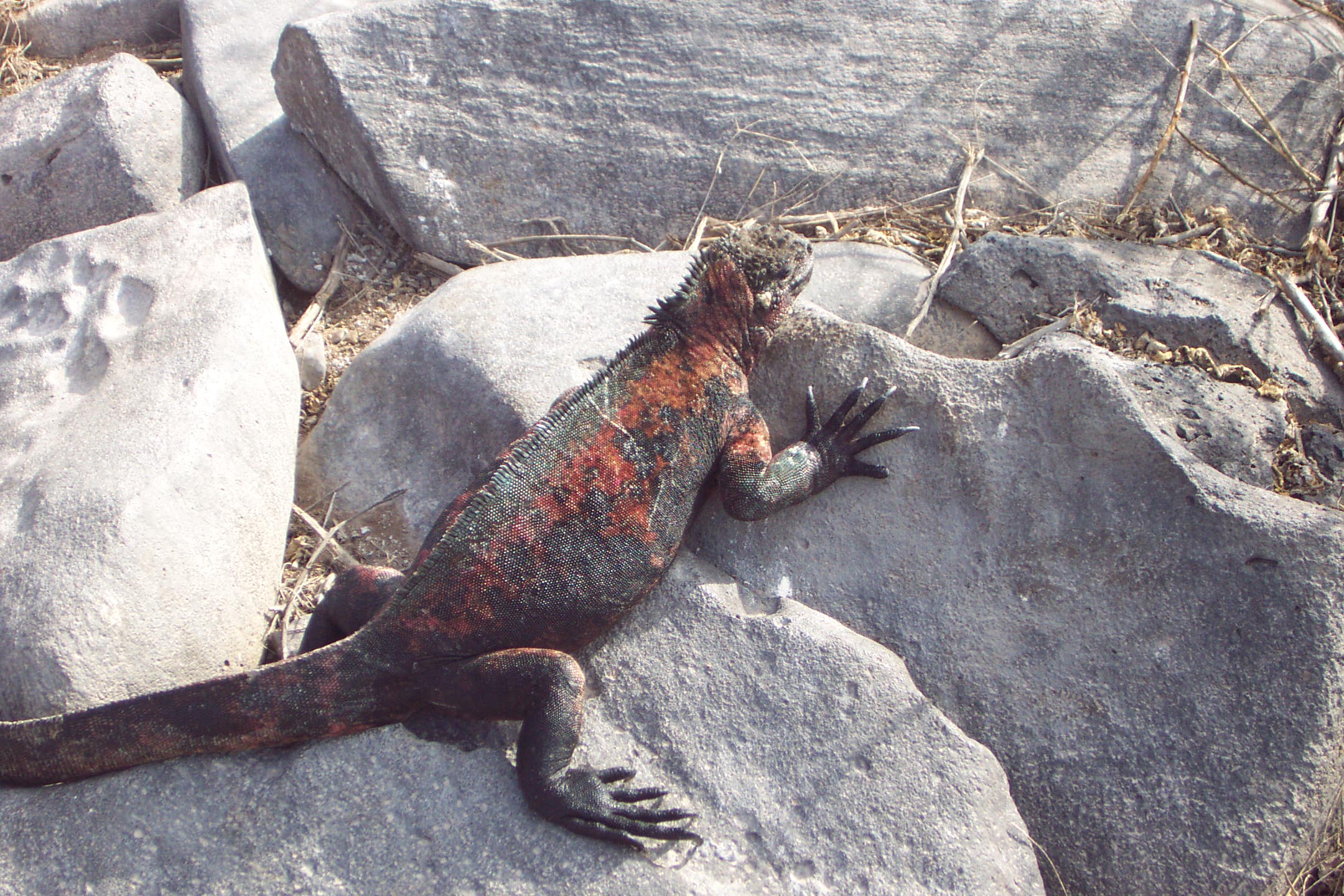 Red iguana on Espanola Island 3
